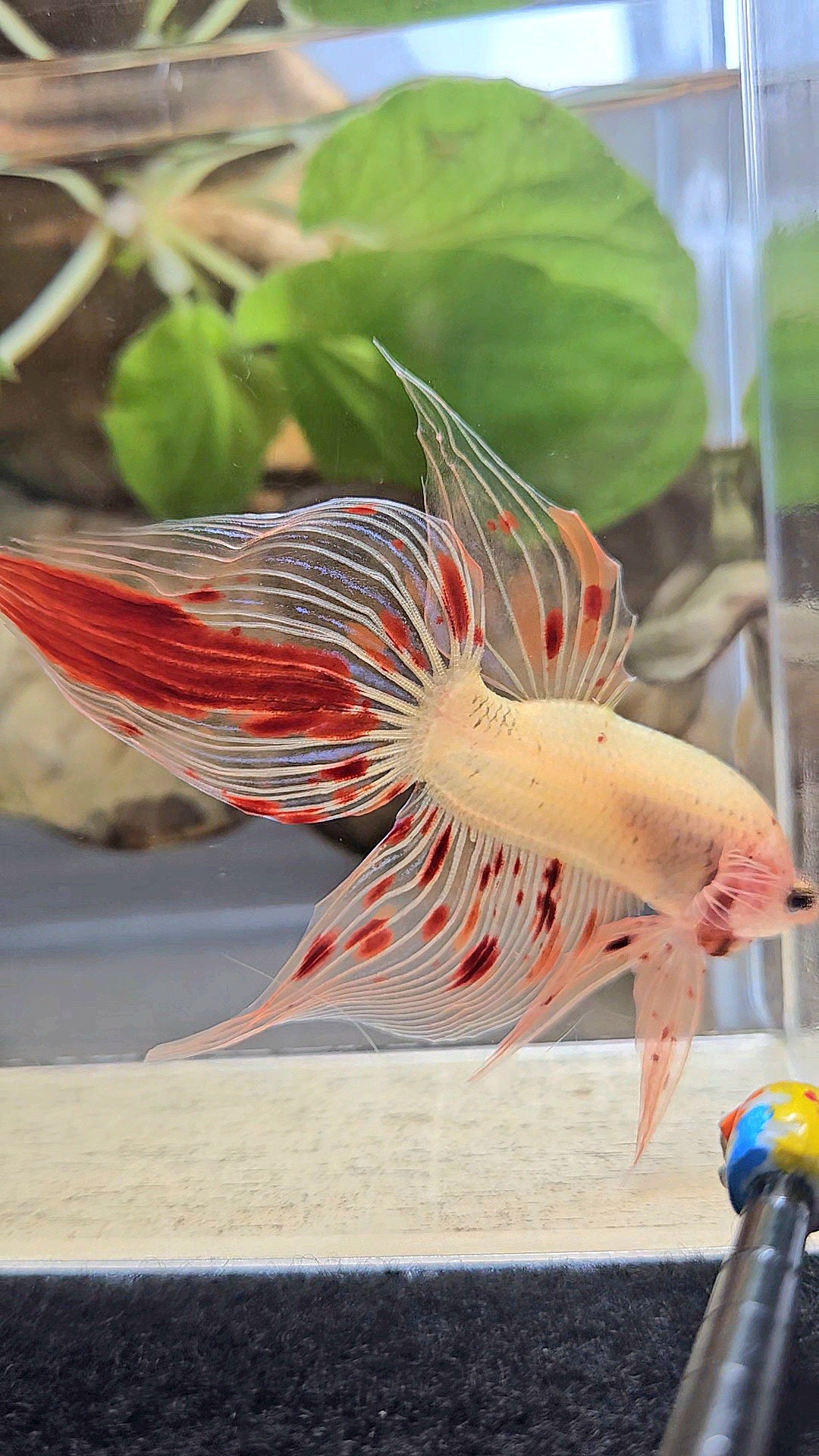 VEILTAIL ARMAGEDDON VANDA FIRE BETTA FISH