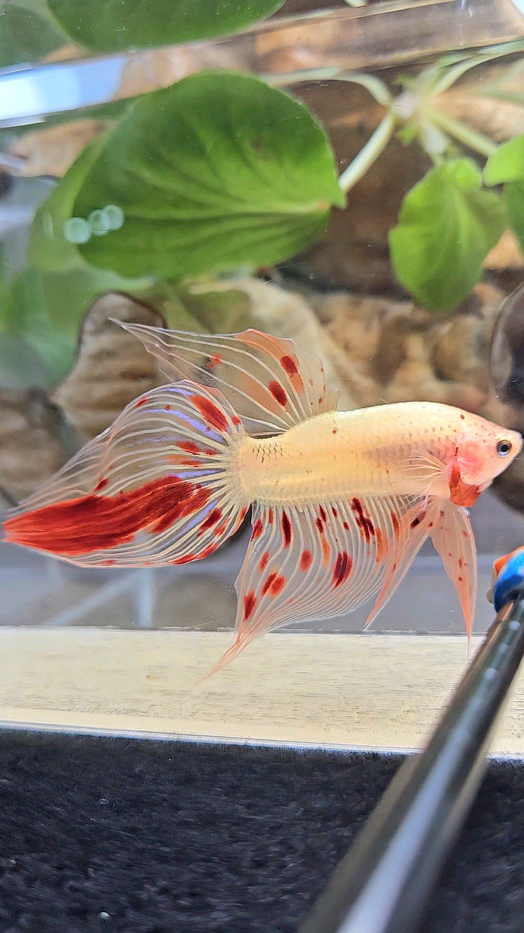 VEILTAIL ARMAGEDDON VANDA FIRE BETTA FISH