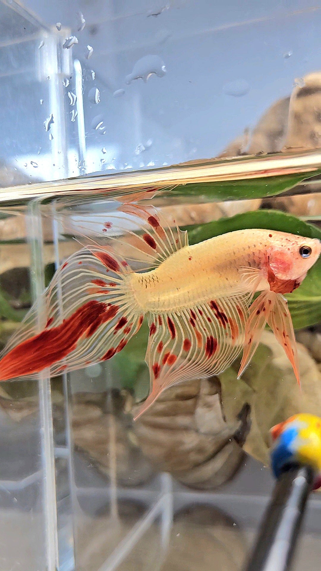 VEILTAIL ARMAGEDDON VANDA FIRE BETTA FISH