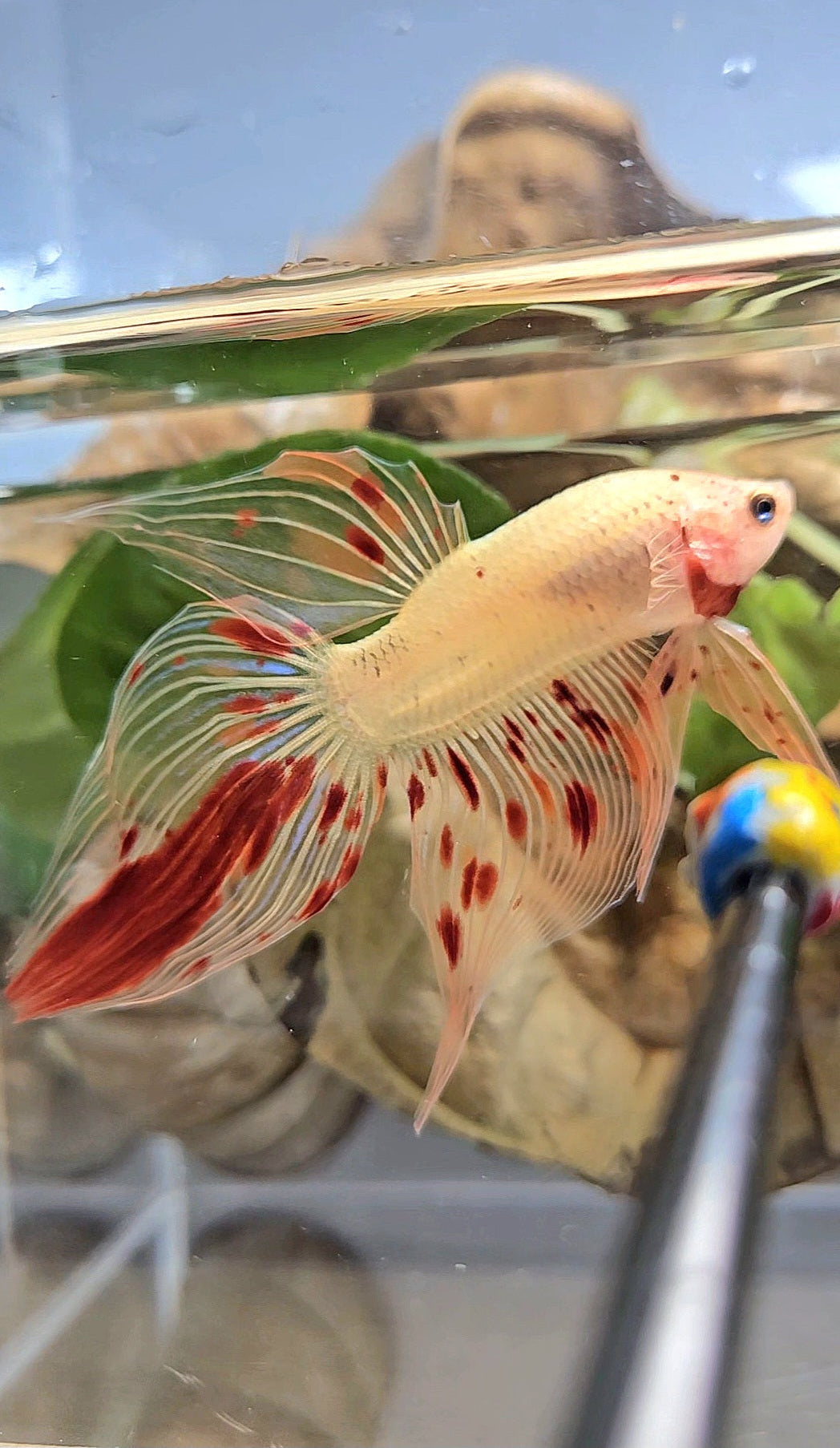 VEILTAIL ARMAGEDDON VANDA FIRE BETTA FISH