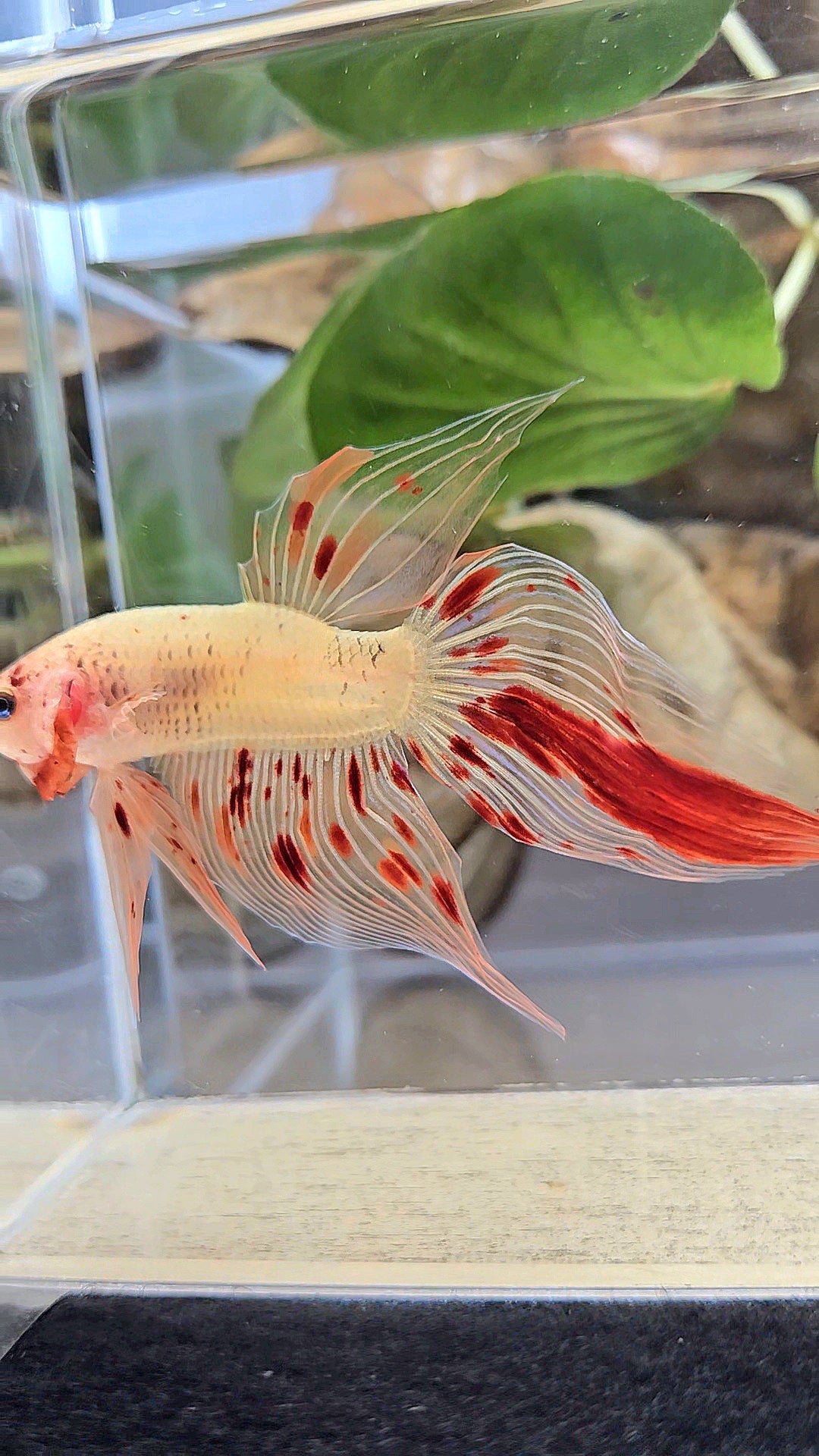 VEILTAIL ARMAGEDDON VANDA FIRE BETTA FISH