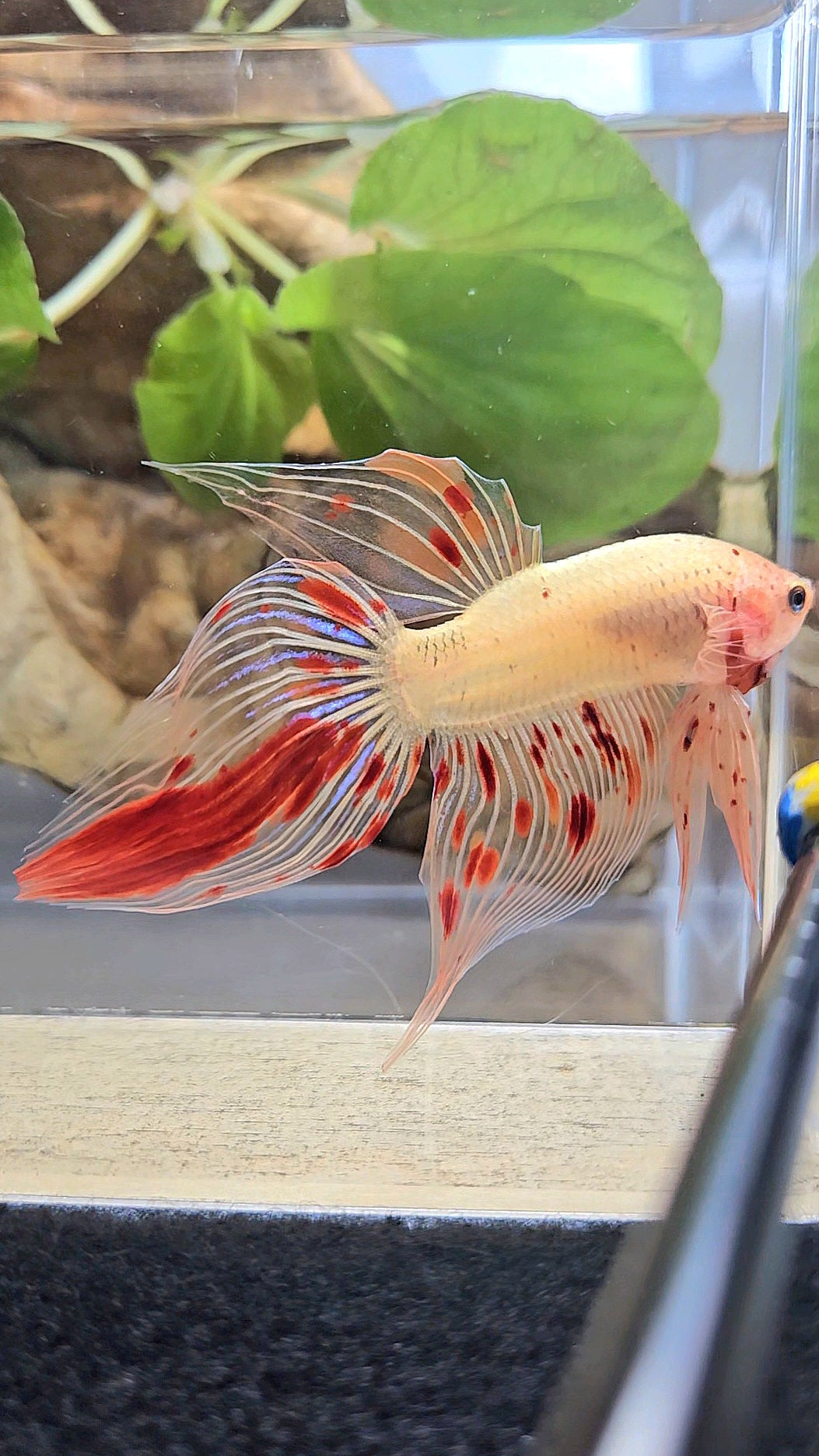 VEILTAIL ARMAGEDDON VANDA FIRE BETTA FISH