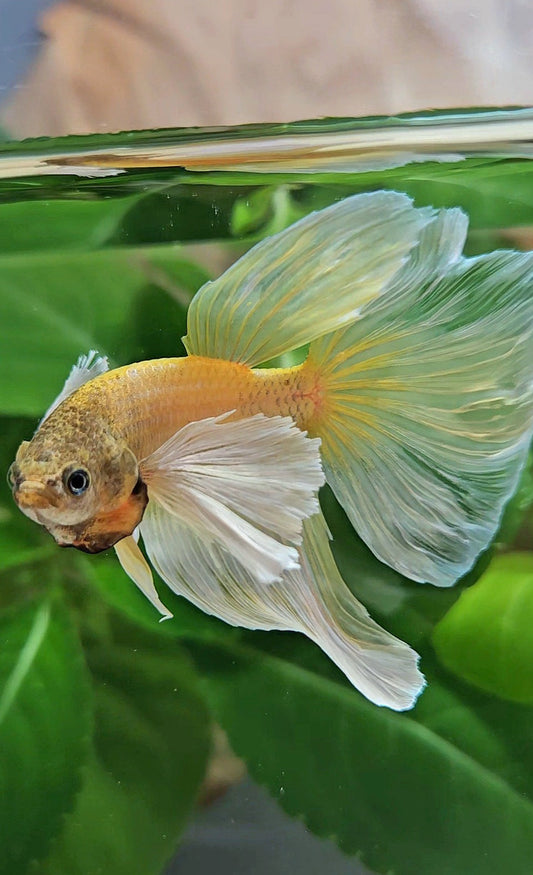 HALFMOON SUPER DUMBO EAR GOLD BETTA FISH