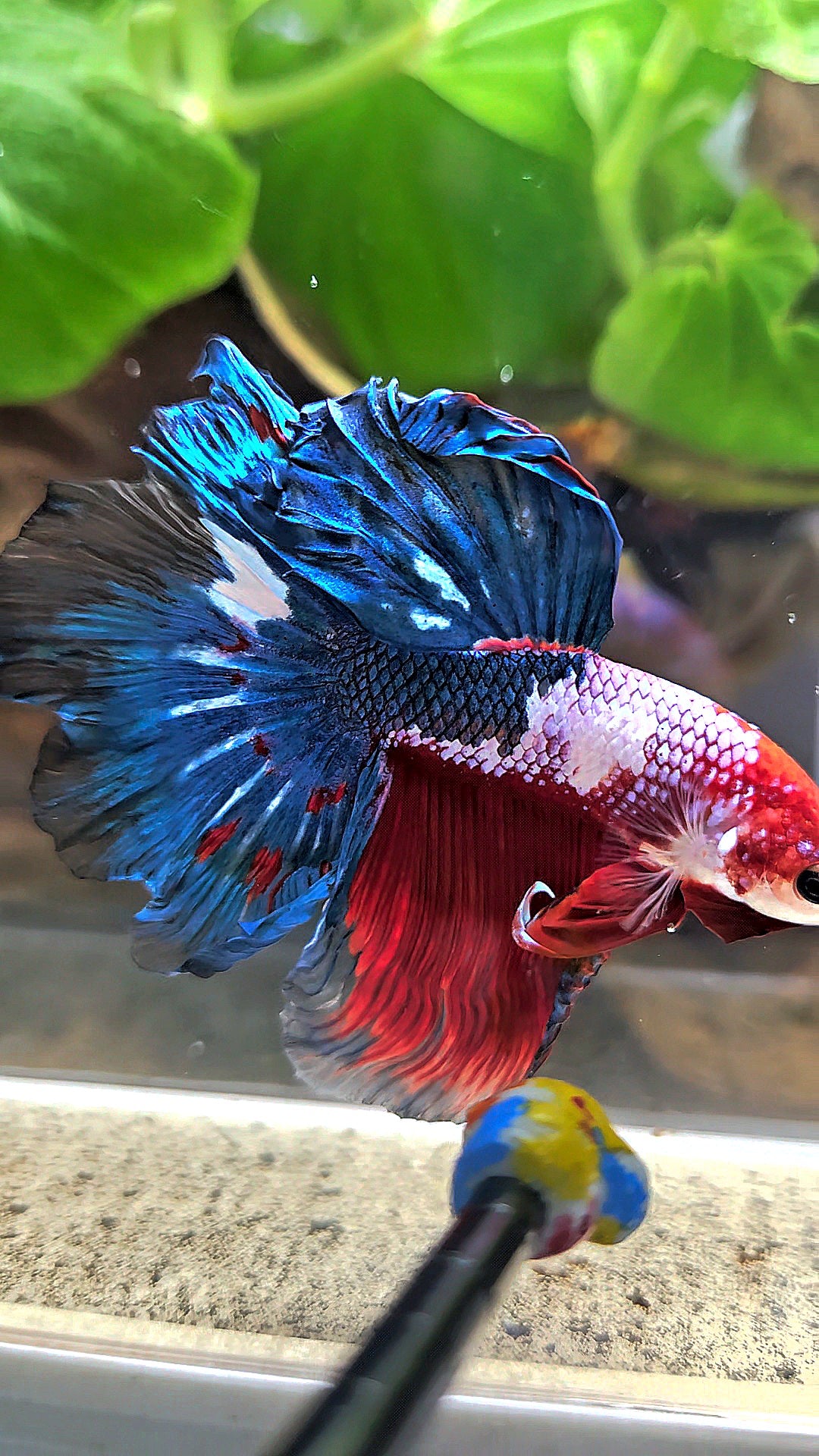 HALFMOON ROSETAIL RED BLUE FANCY BETTA FISH