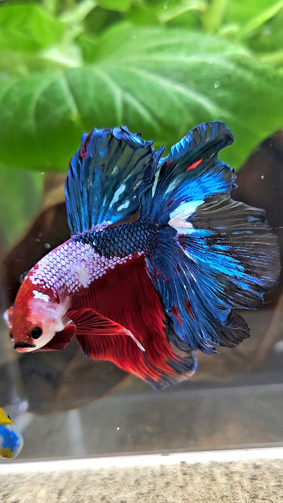 HALFMOON ROSETAIL RED BLUE FANCY BETTA FISH