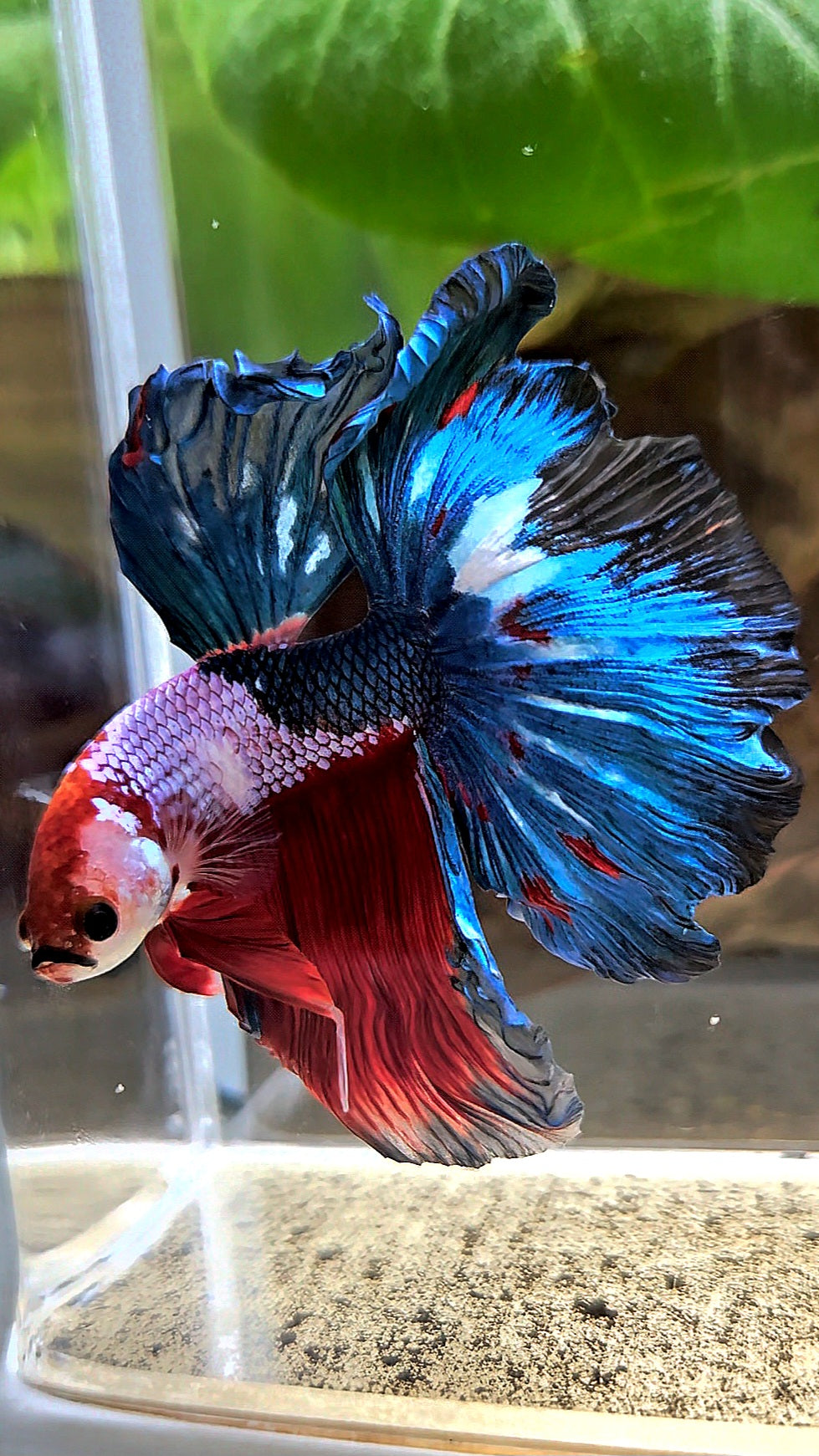 HALFMOON ROSETAIL RED BLUE FANCY BETTA FISH
