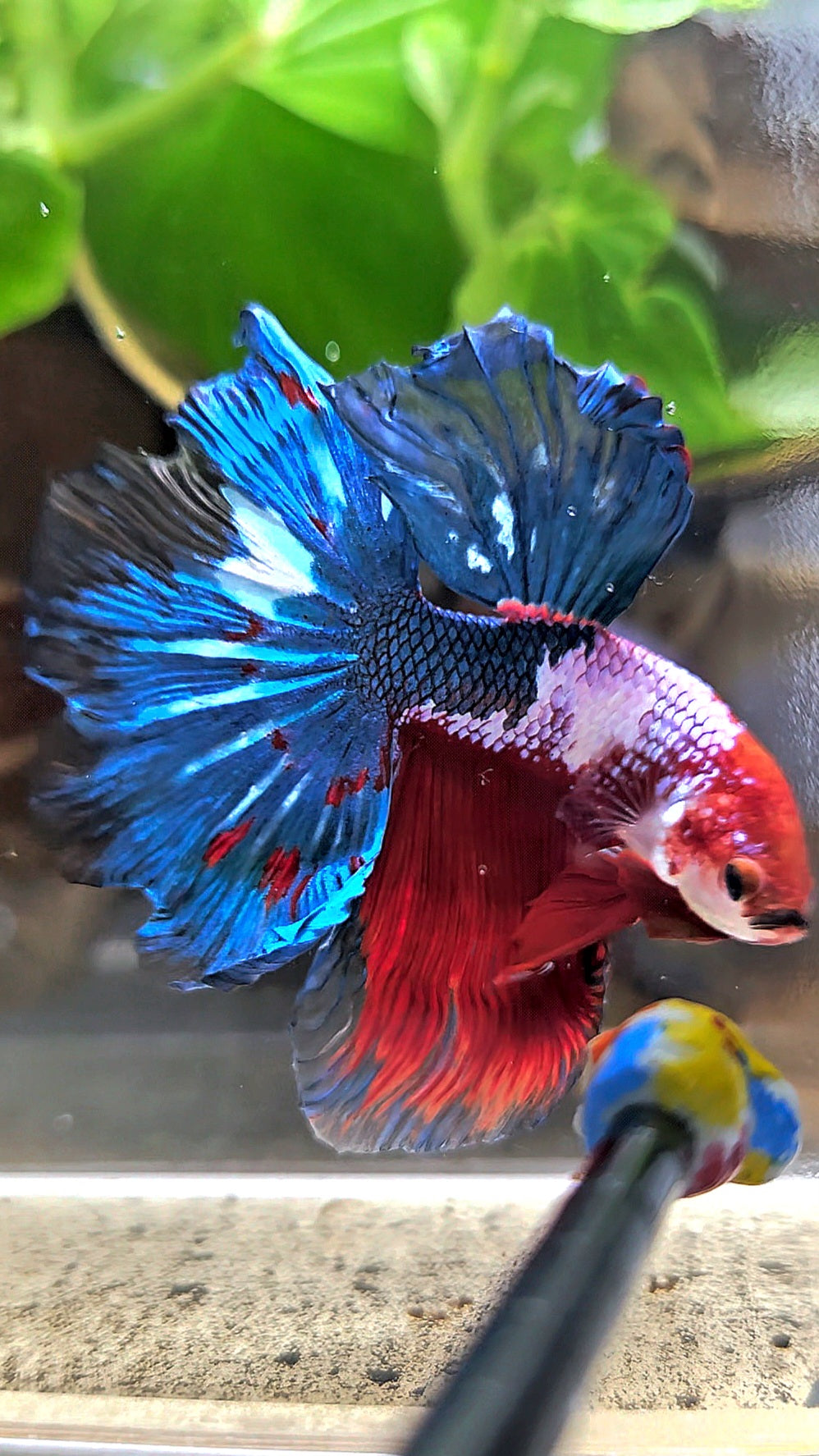 HALFMOON ROSETAIL RED BLUE FANCY BETTA FISH