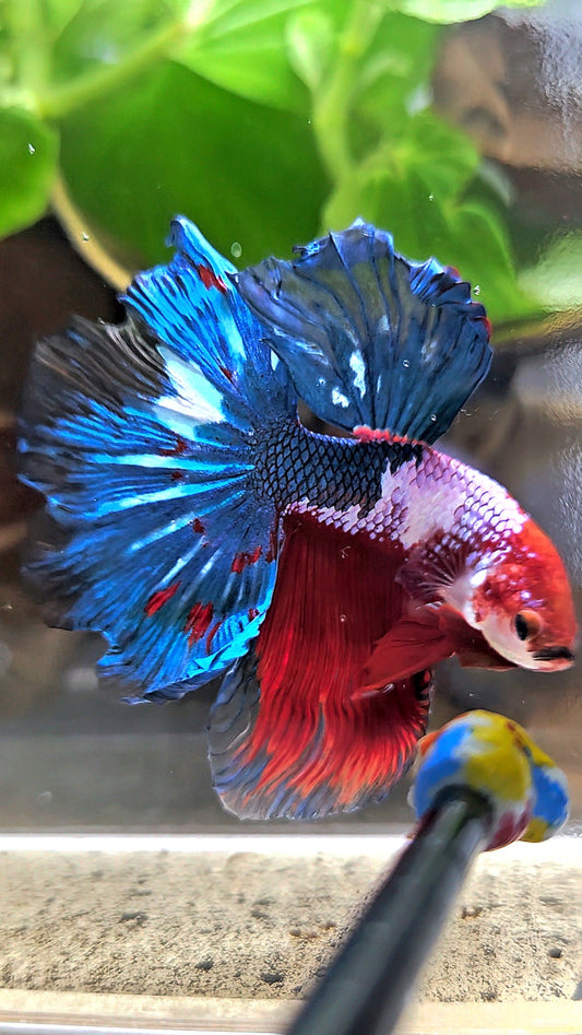 HALFMOON ROSETAIL RED BLUE FANCY BETTA FISH