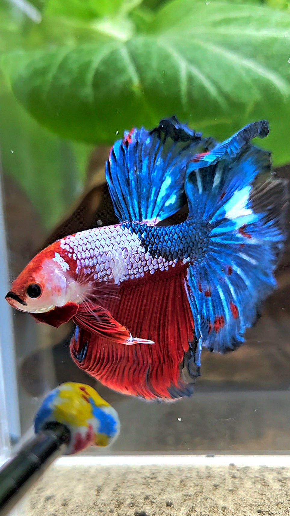 HALFMOON ROSETAIL RED BLUE FANCY BETTA FISH