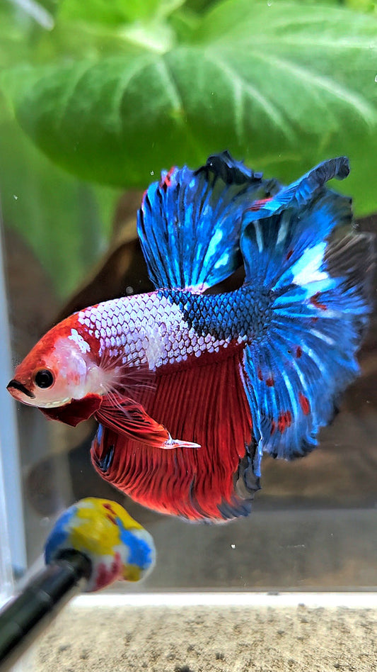 HALFMOON ROSETAIL RED BLUE FANCY BETTA FISH