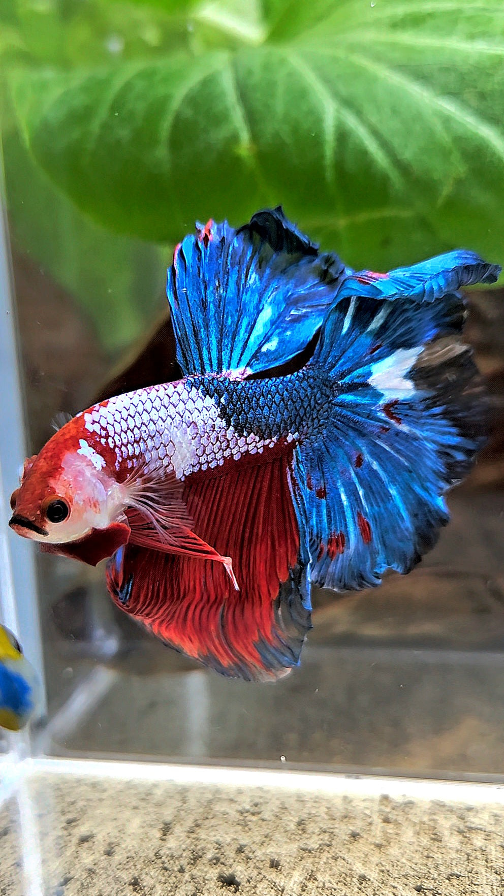 HALFMOON ROSETAIL RED BLUE FANCY BETTA FISH