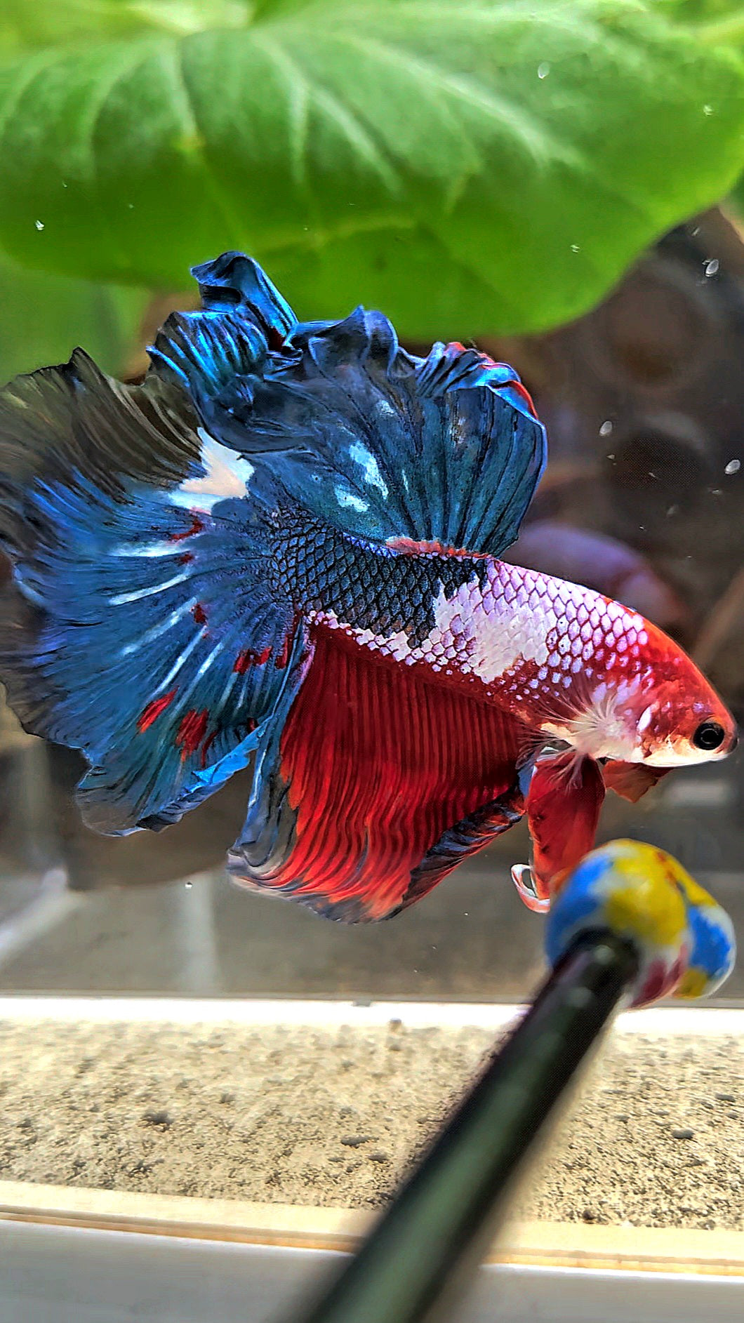 HALFMOON ROSETAIL RED BLUE FANCY BETTA FISH