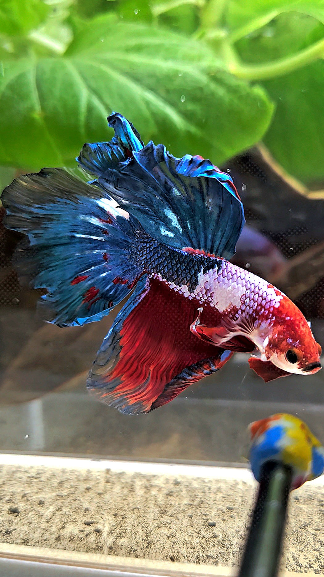 HALFMOON ROSETAIL RED BLUE FANCY BETTA FISH