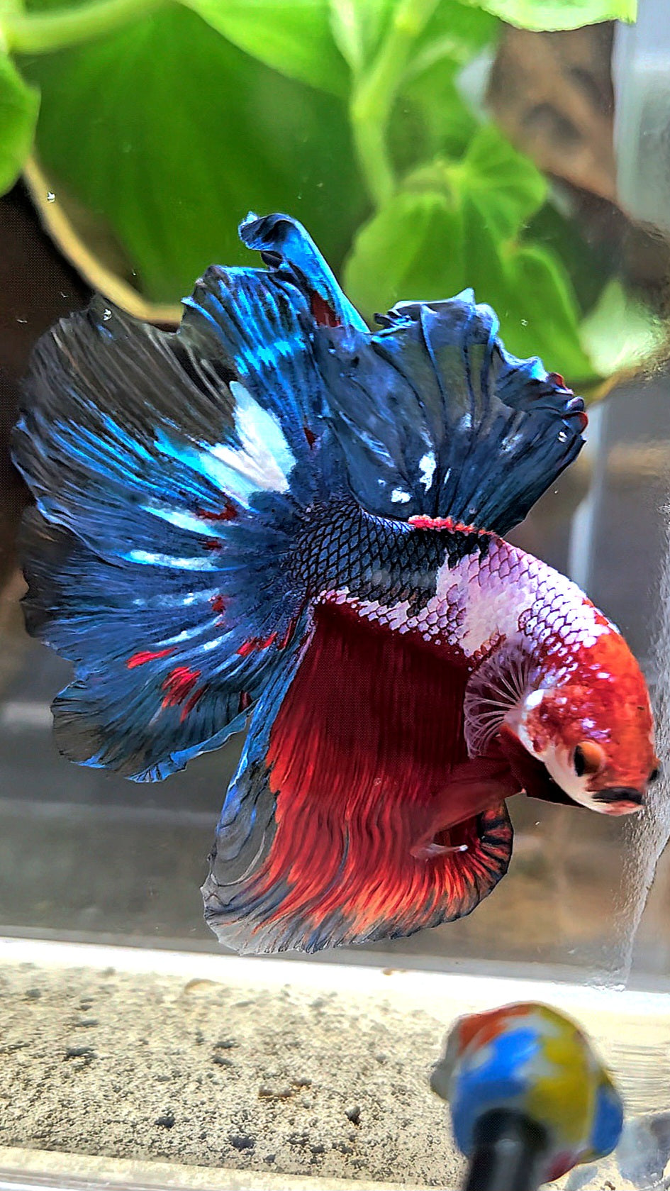 HALFMOON ROSETAIL RED BLUE FANCY BETTA FISH