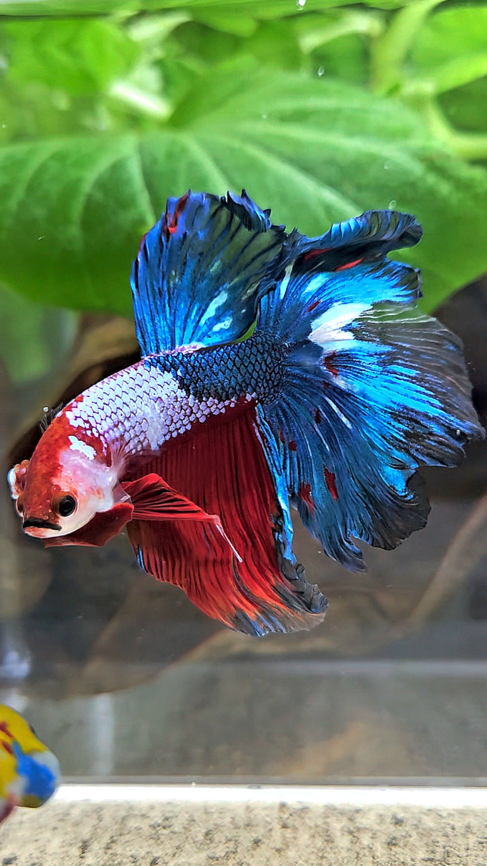 HALFMOON ROSETAIL RED BLUE FANCY BETTA FISH