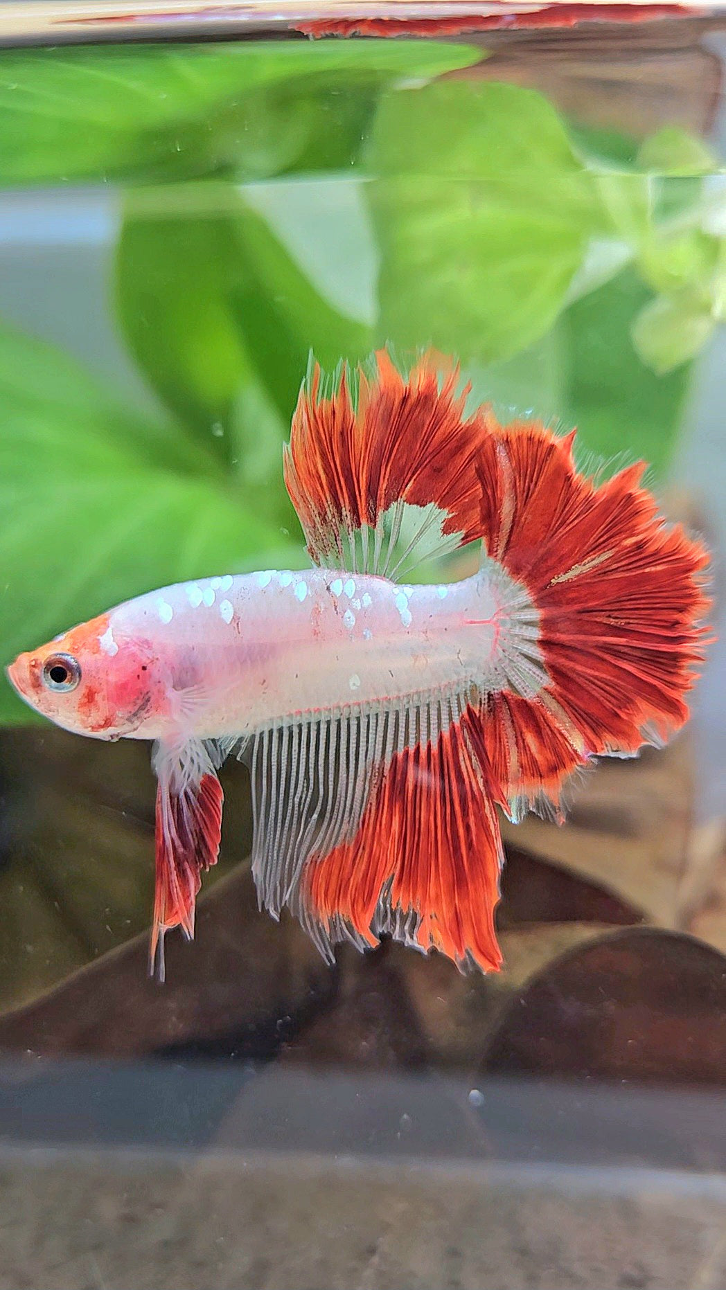 HALFMOON ROSETAIL AOC RED GOLD GALAXY CELLOPHANE UNIQUE BETTA FISH