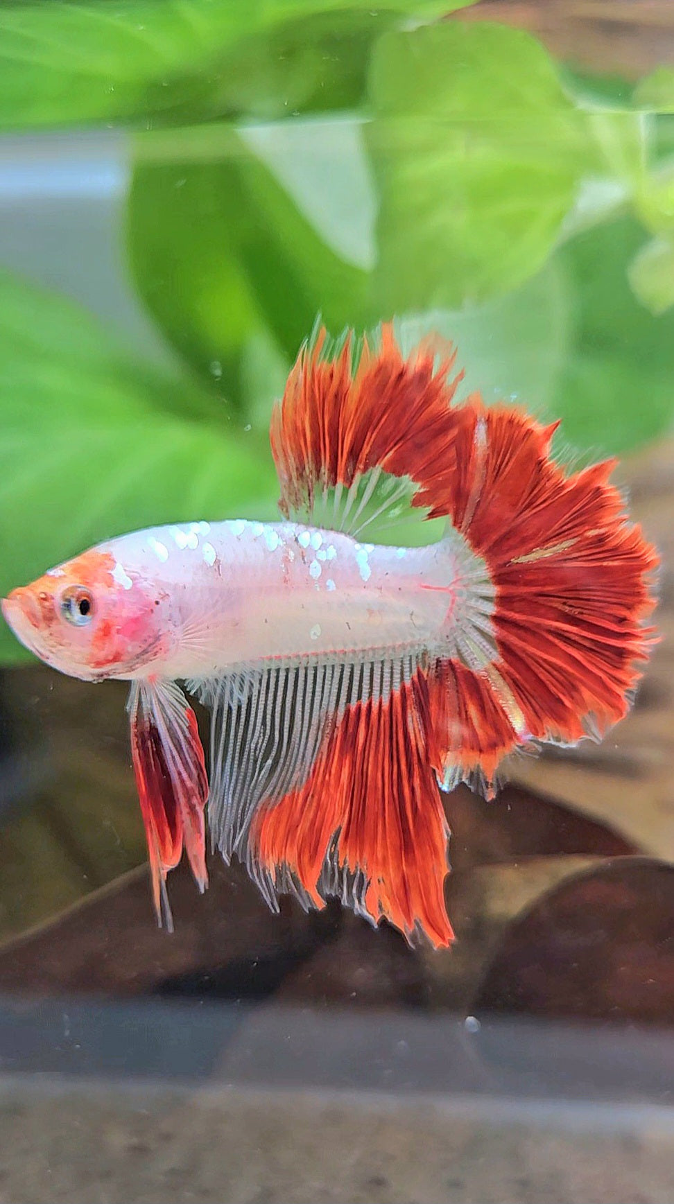 HALFMOON ROSETAIL AOC RED GOLD GALAXY CELLOPHANE UNIQUE BETTA FISH