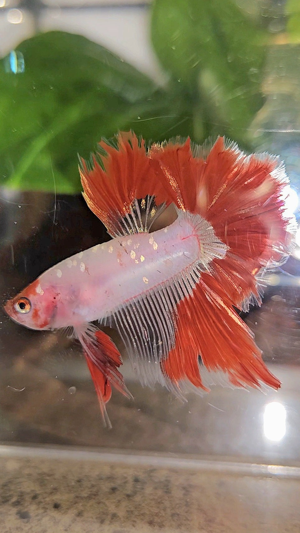 HALFMOON ROSETAIL AOC RED GOLD GALAXY CELLOPHANE UNIQUE BETTA FISH