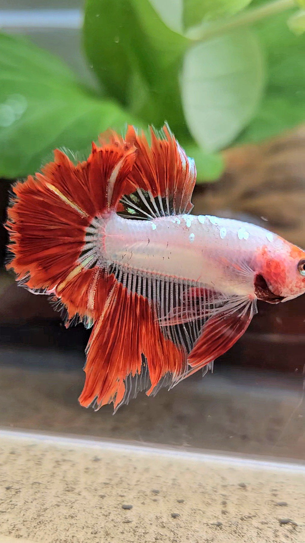 HALFMOON ROSETAIL AOC RED GOLD GALAXY CELLOPHANE UNIQUE BETTA FISH