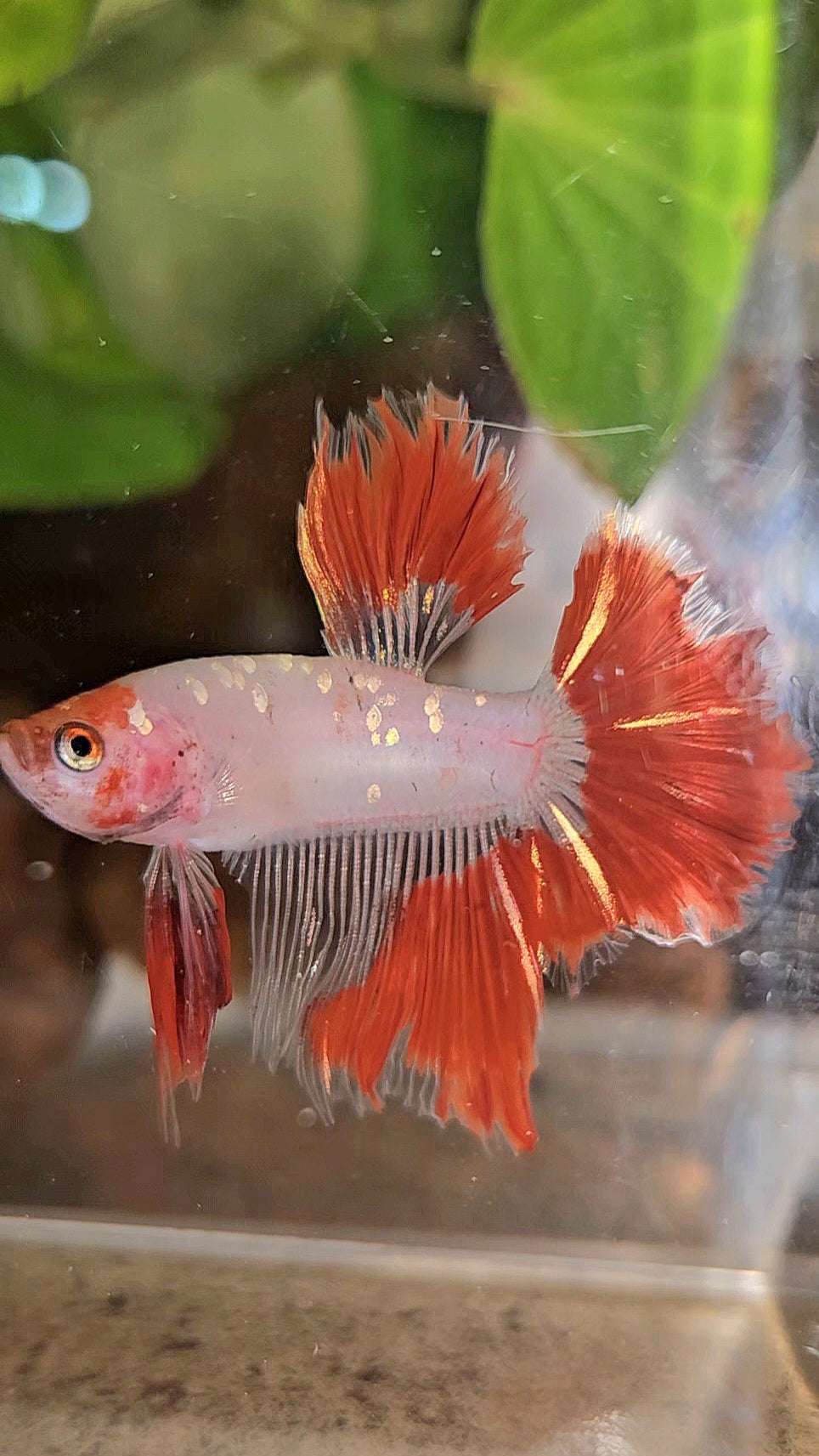 HALFMOON ROSETAIL AOC RED GOLD GALAXY CELLOPHANE UNIQUE BETTA FISH