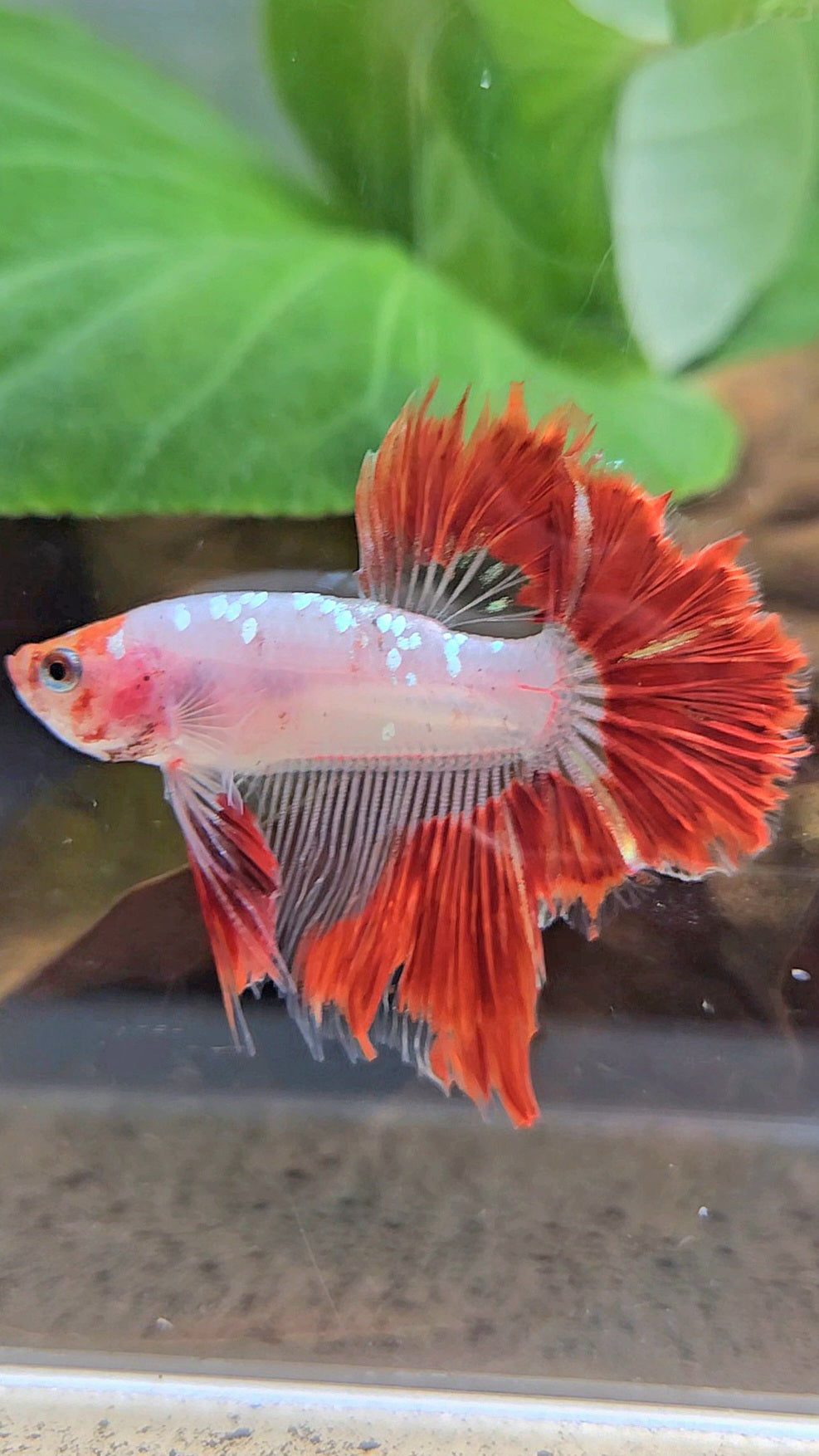 HALFMOON ROSETAIL AOC RED GOLD GALAXY CELLOPHANE UNIQUE BETTA FISH