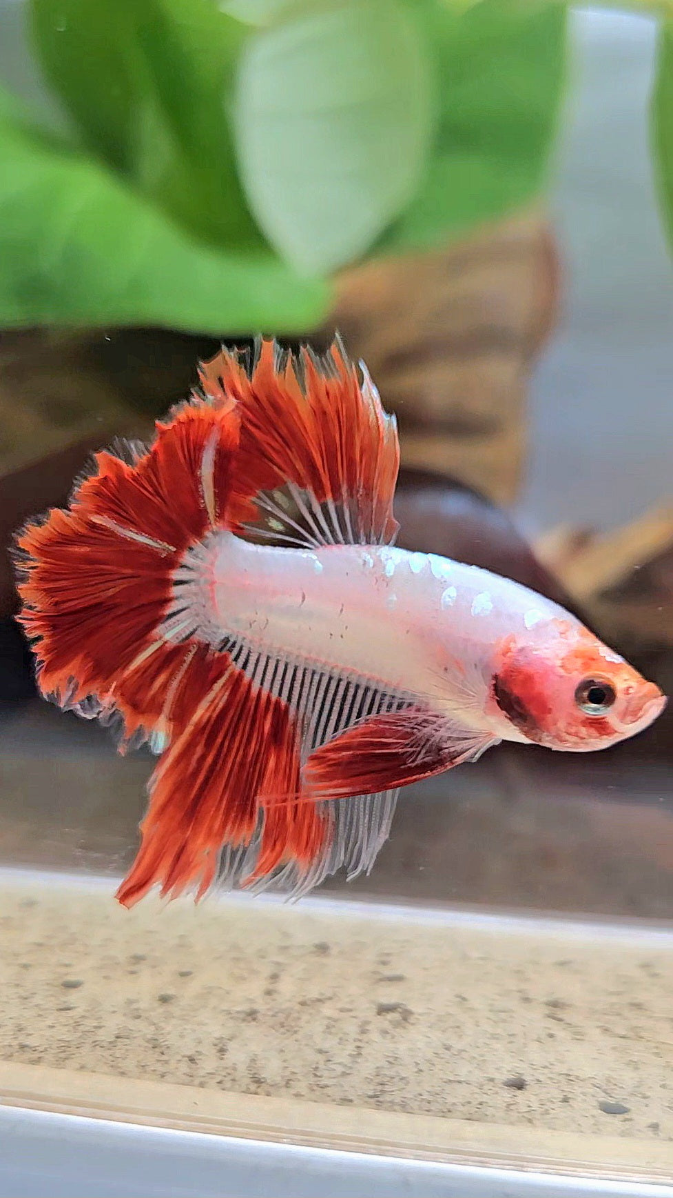HALFMOON ROSETAIL AOC RED GOLD GALAXY CELLOPHANE UNIQUE BETTA FISH