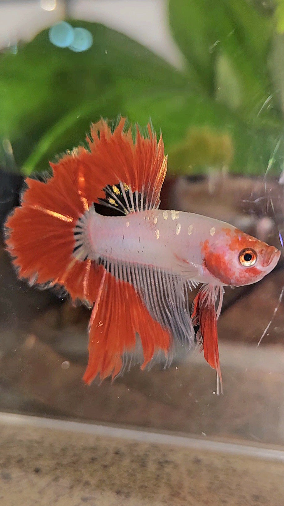 HALFMOON ROSETAIL AOC RED GOLD GALAXY CELLOPHANE UNIQUE BETTA FISH