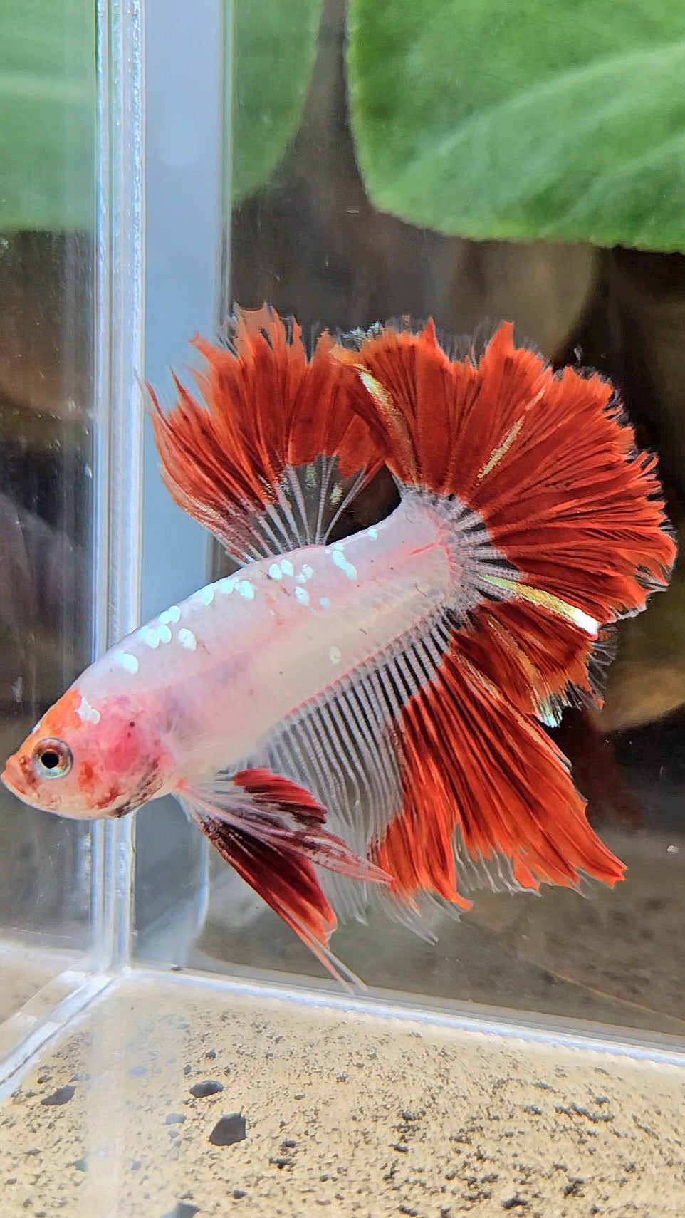 HALFMOON ROSETAIL AOC RED GOLD GALAXY CELLOPHANE UNIQUE BETTA FISH
