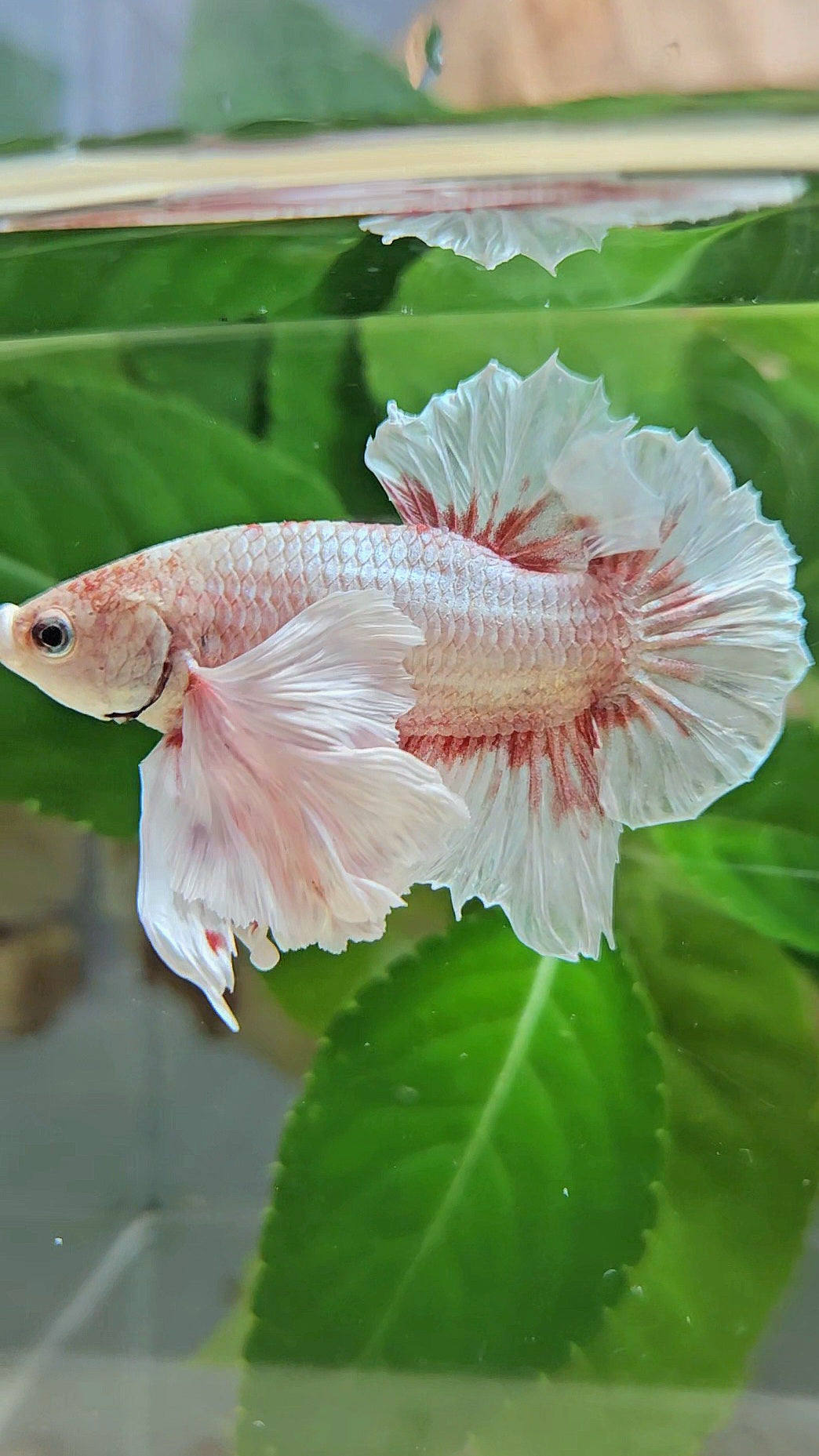 PLAKAT SUPER DUMBO EAR WHITE LAVENDER BETTA FISH
