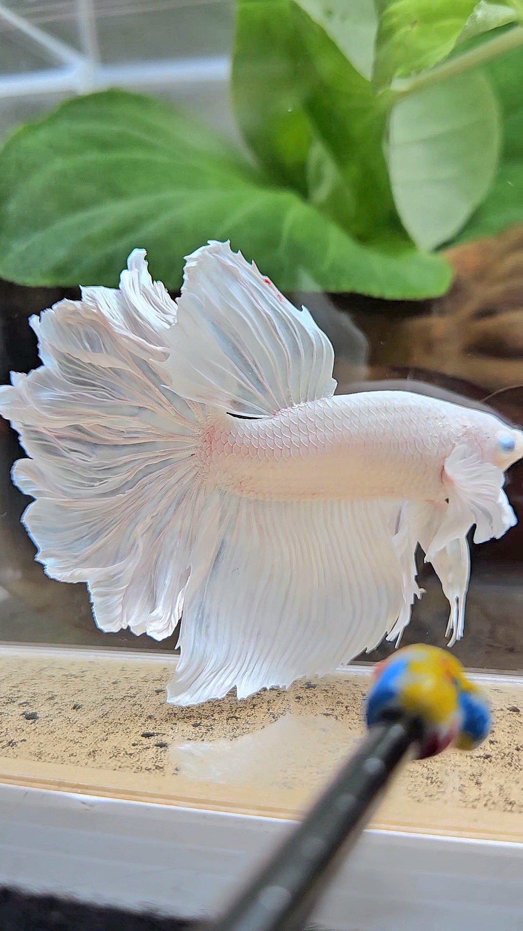 HALFMOON DUMBO EAR ROSETAIL WHITE PLATINUM BETTA FISH
