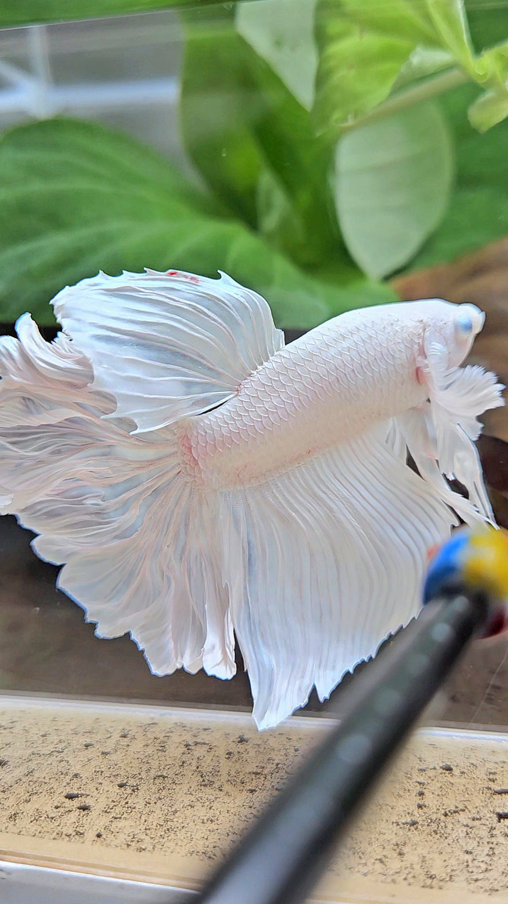 HALFMOON DUMBO EAR ROSETAIL WHITE PLATINUM BETTA FISH