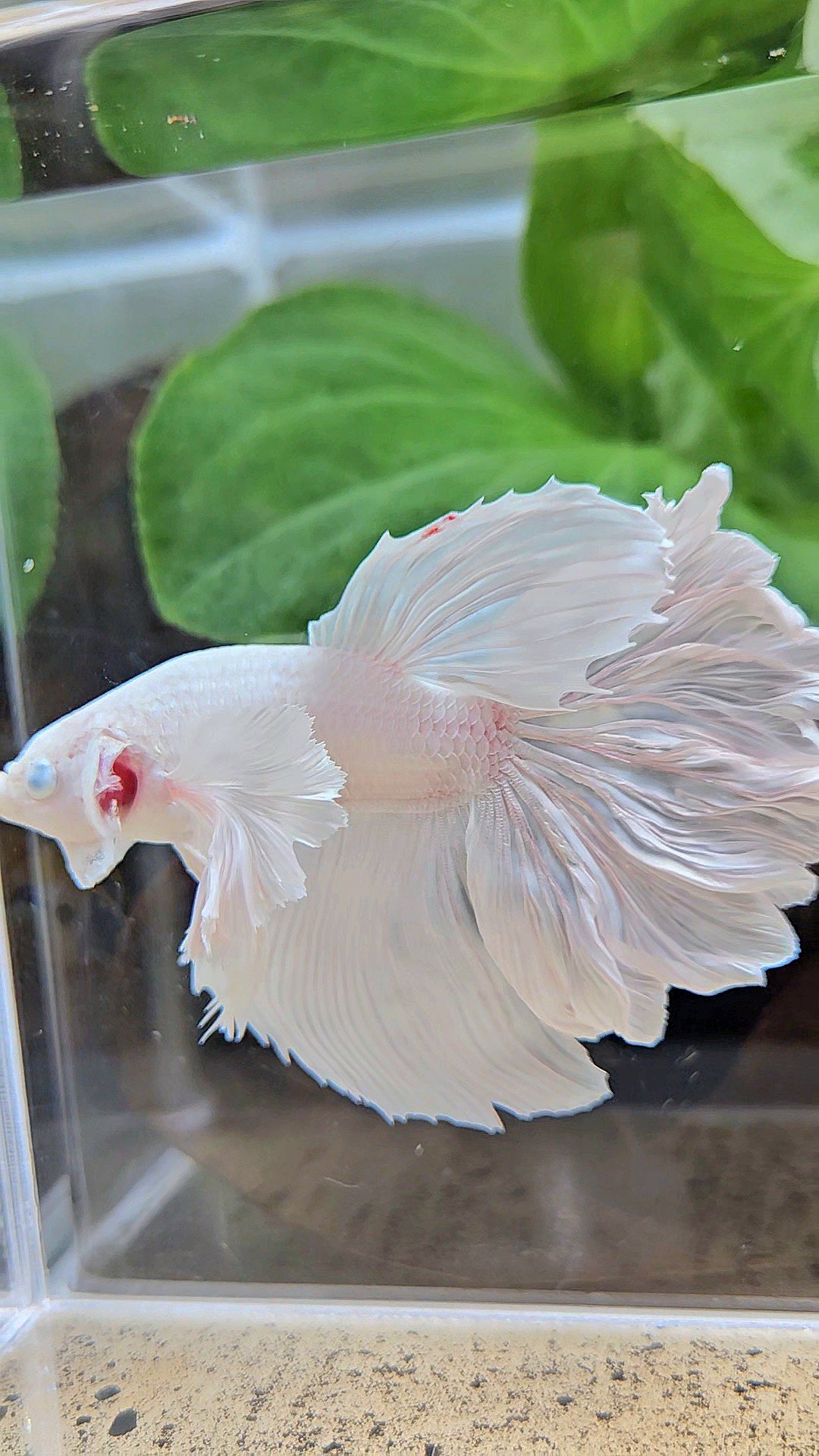 HALFMOON DUMBO EAR ROSETAIL WHITE PLATINUM BETTA FISH