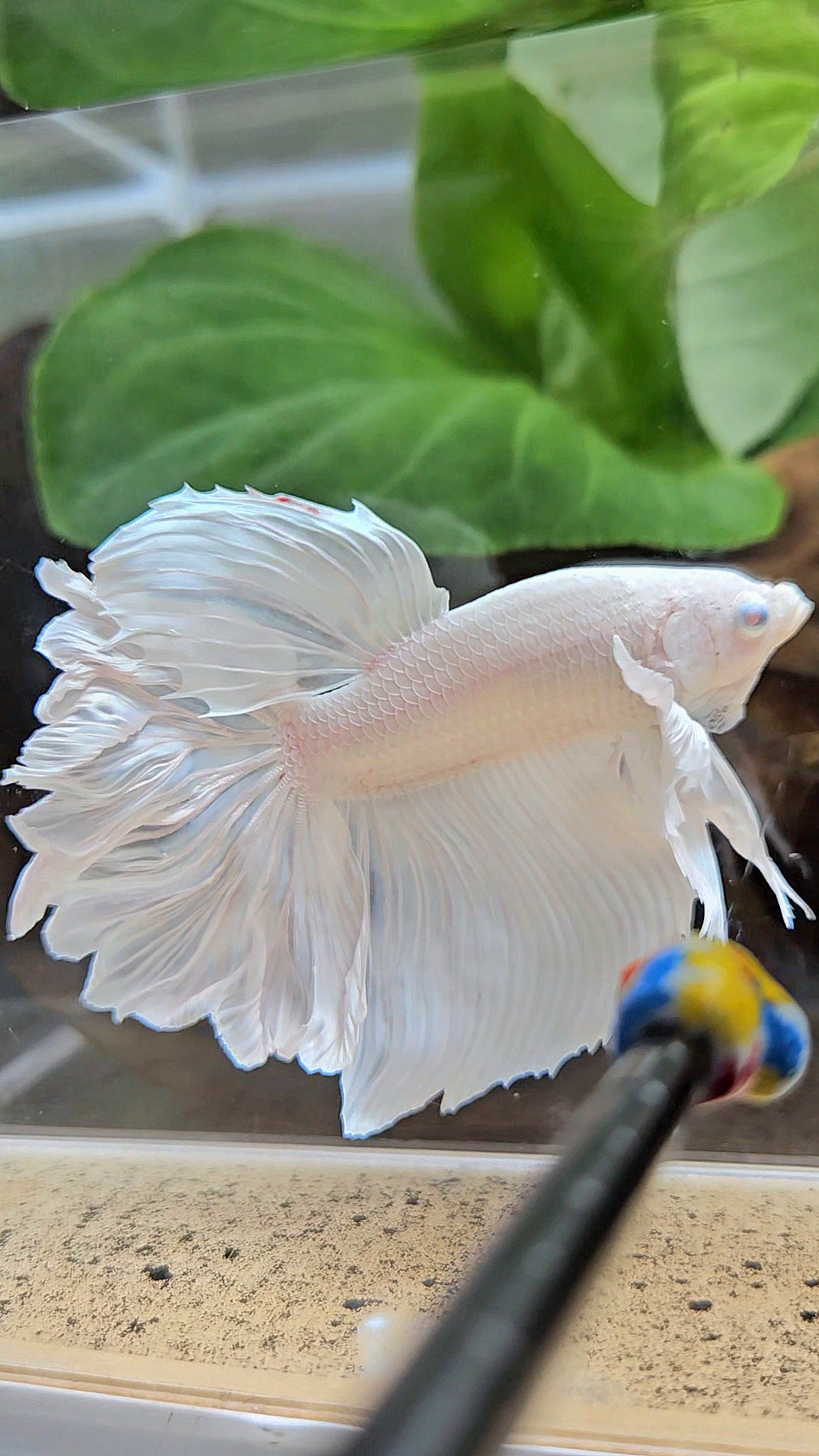 HALFMOON DUMBO EAR ROSETAIL WHITE PLATINUM BETTA FISH
