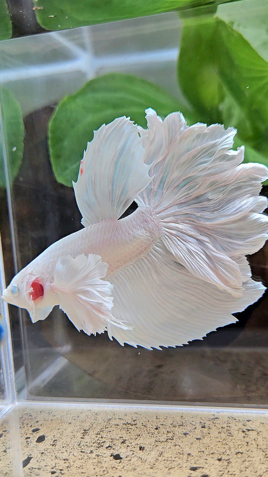HALFMOON DUMBO EAR ROSETAIL WHITE PLATINUM BETTA FISH
