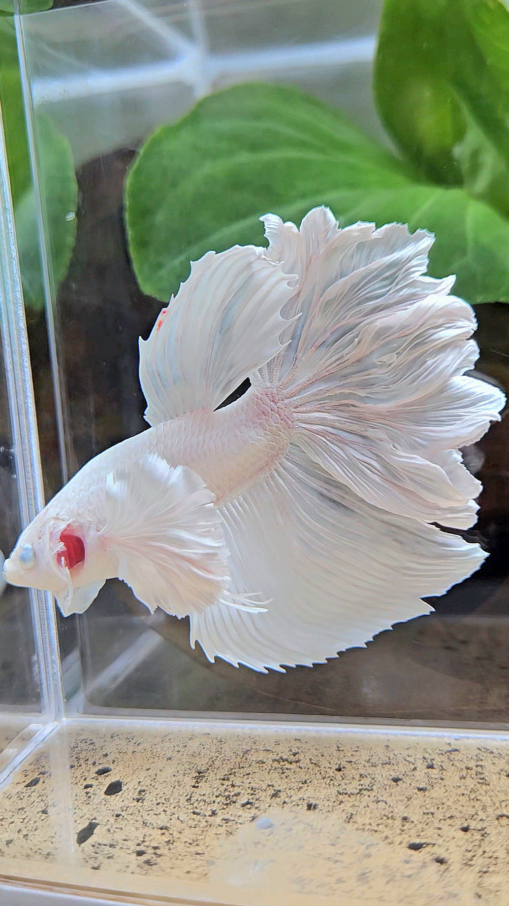HALFMOON DUMBO EAR ROSETAIL WHITE PLATINUM BETTA FISH