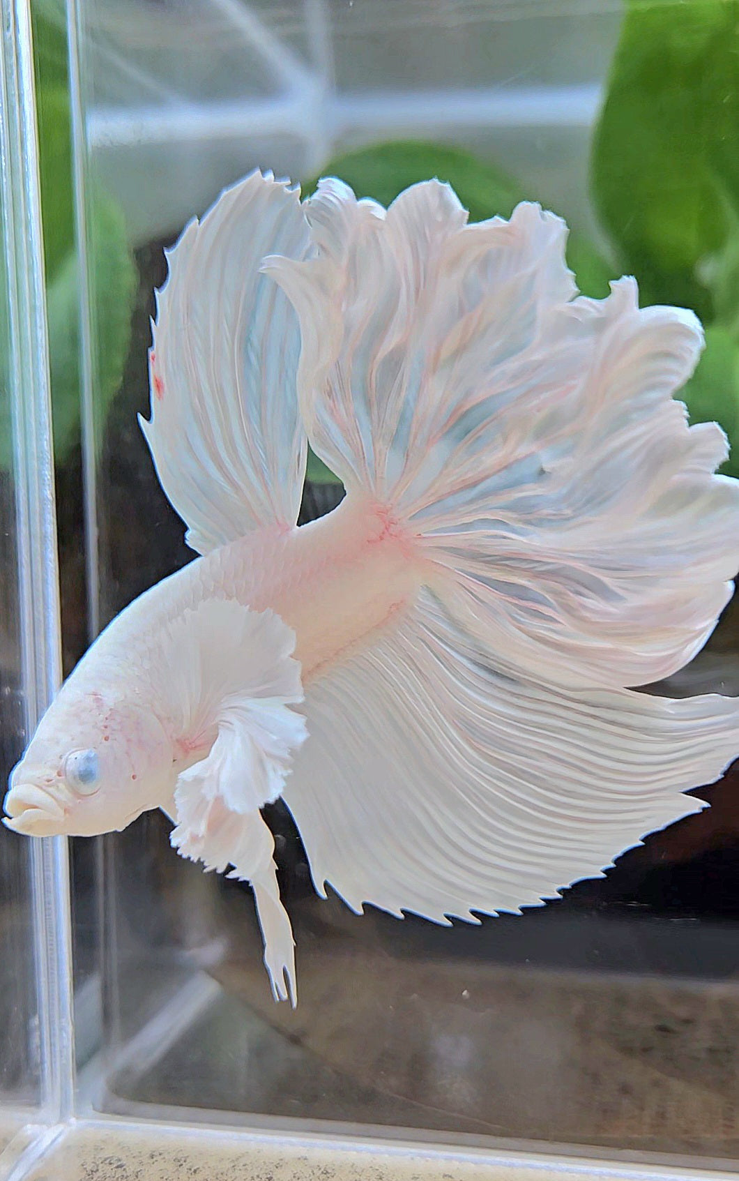 HALFMOON DUMBO EAR ROSETAIL WHITE PLATINUM BETTA FISH