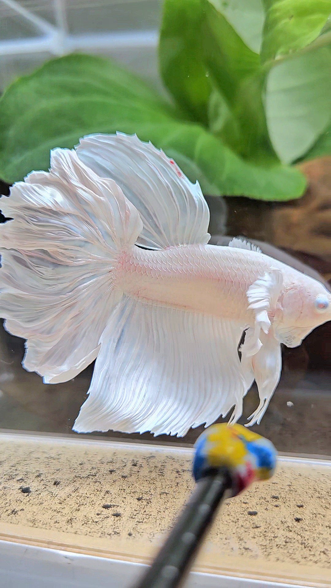 HALFMOON DUMBO EAR ROSETAIL WHITE PLATINUM BETTA FISH