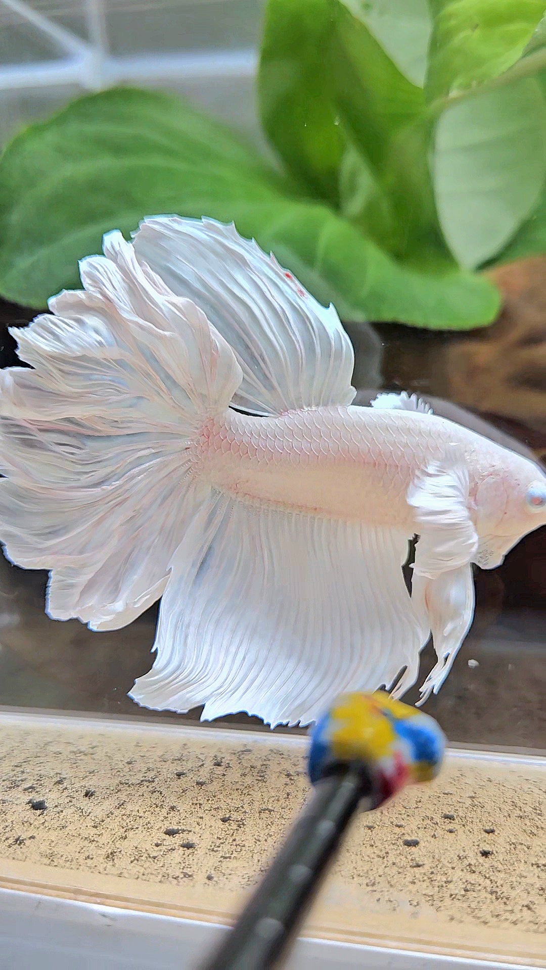 HALFMOON DUMBO EAR ROSETAIL WHITE PLATINUM BETTA FISH