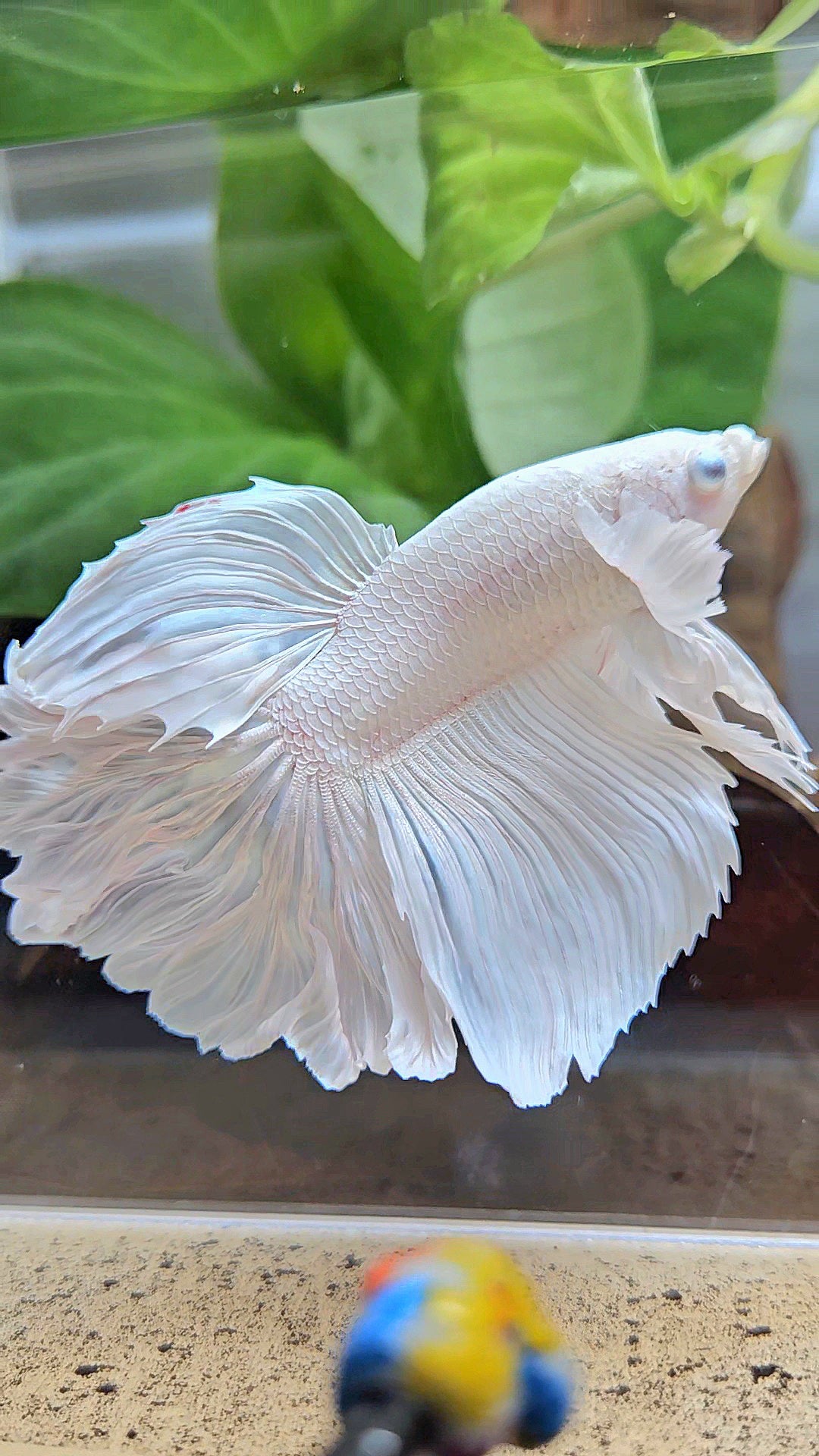 HALFMOON DUMBO EAR ROSETAIL WHITE PLATINUM BETTA FISH