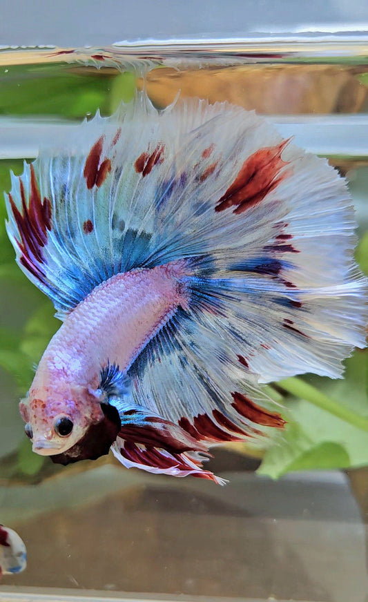 LUXURY XL HALFMOON OVER DOUBLE TAIL WAROCHAI BETTA FISH