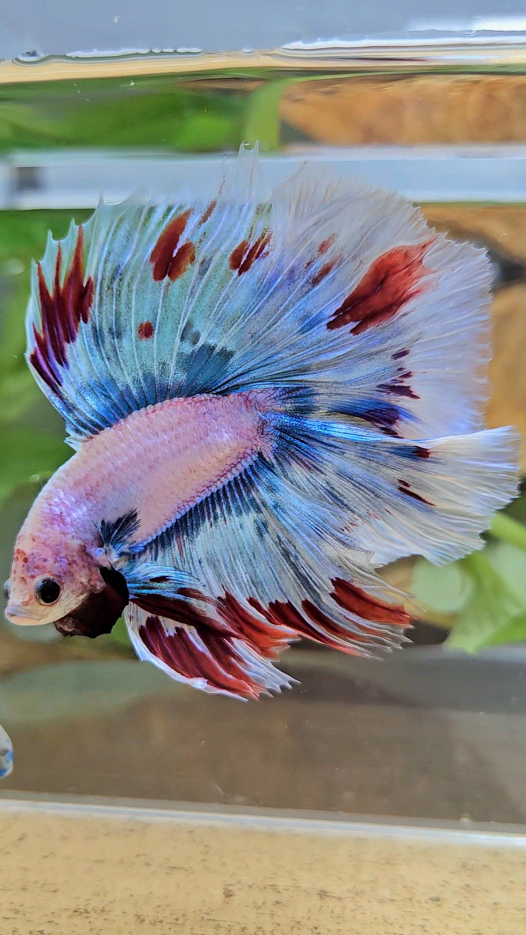 LUXURY XL HALFMOON OVER DOUBLE TAIL WAROCHAI BETTA FISH