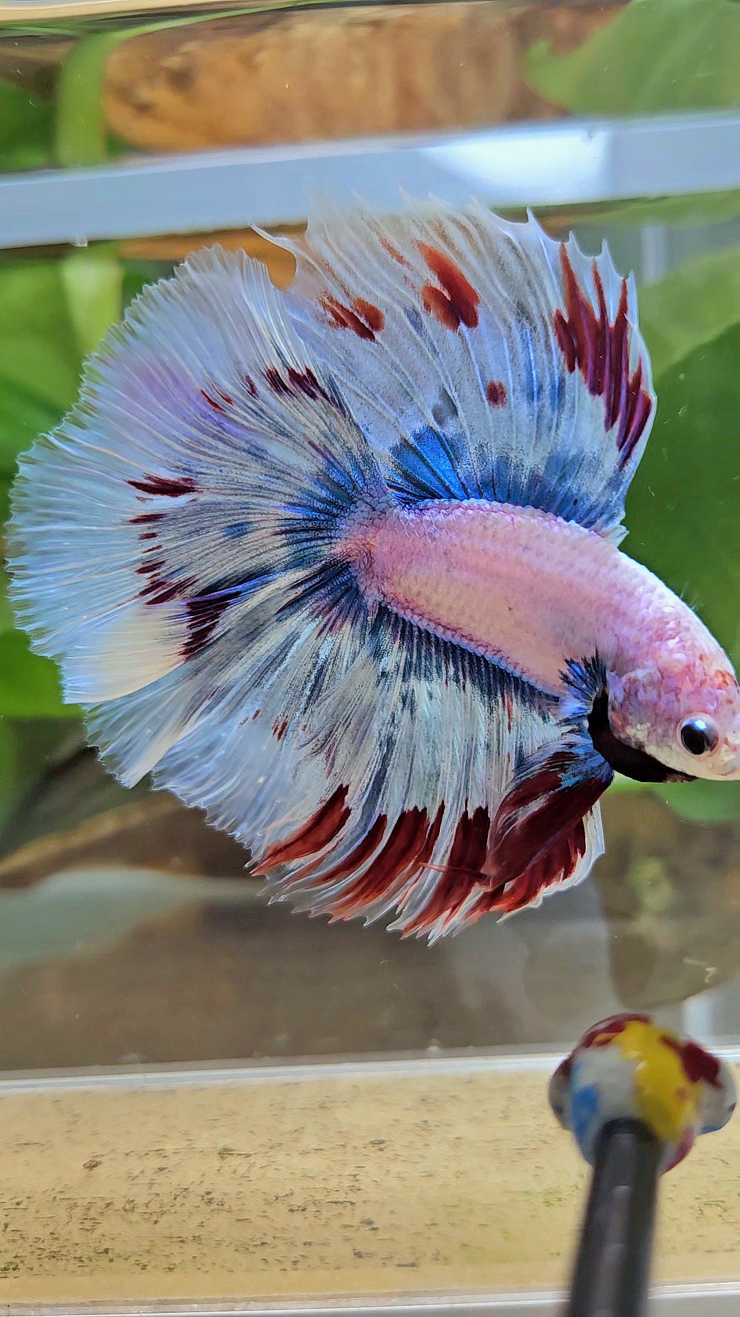 LUXURY XL HALFMOON OVER DOUBLE TAIL WAROCHAI BETTA FISH