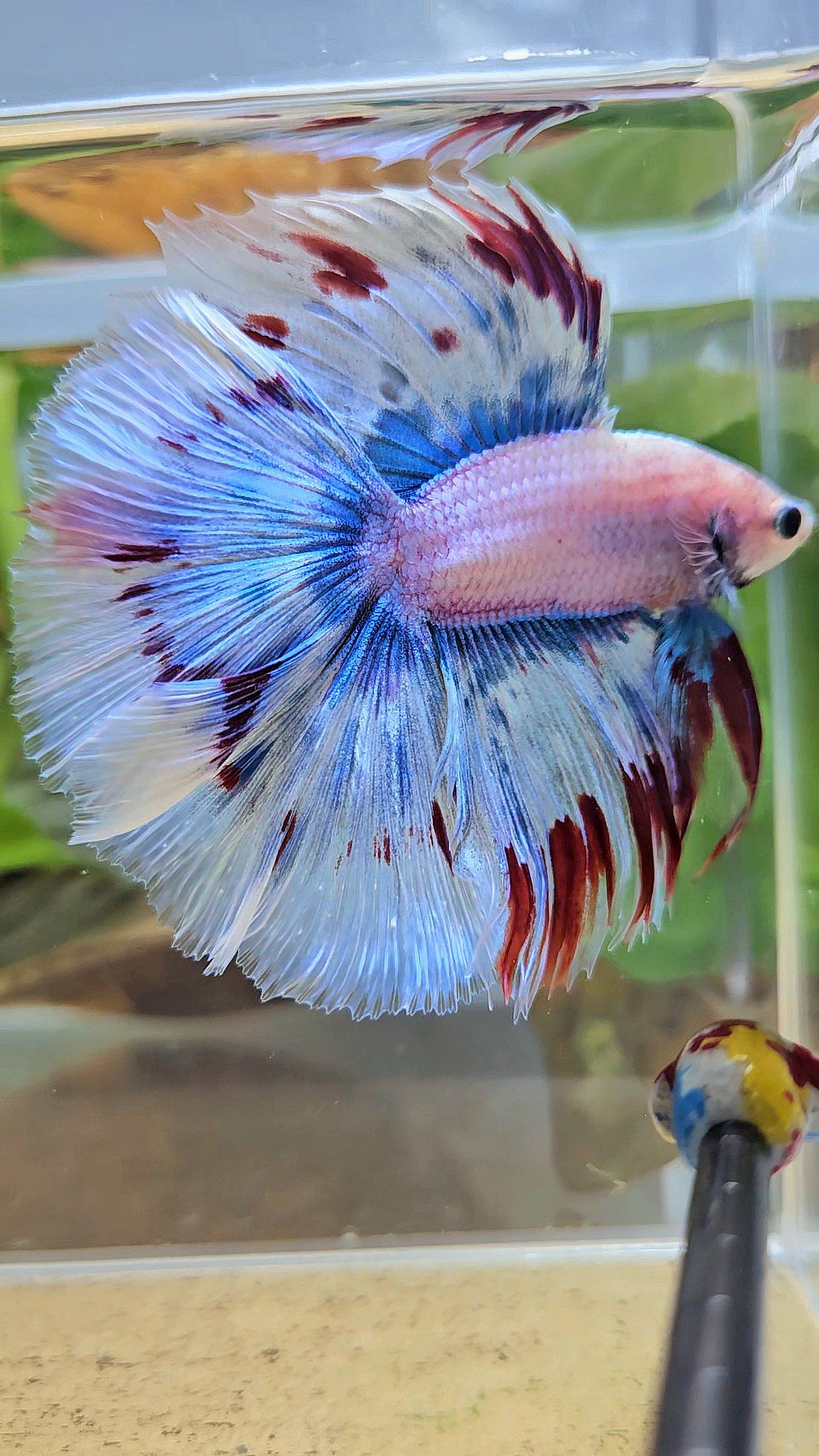 LUXURY XL HALFMOON OVER DOUBLE TAIL WAROCHAI BETTA FISH