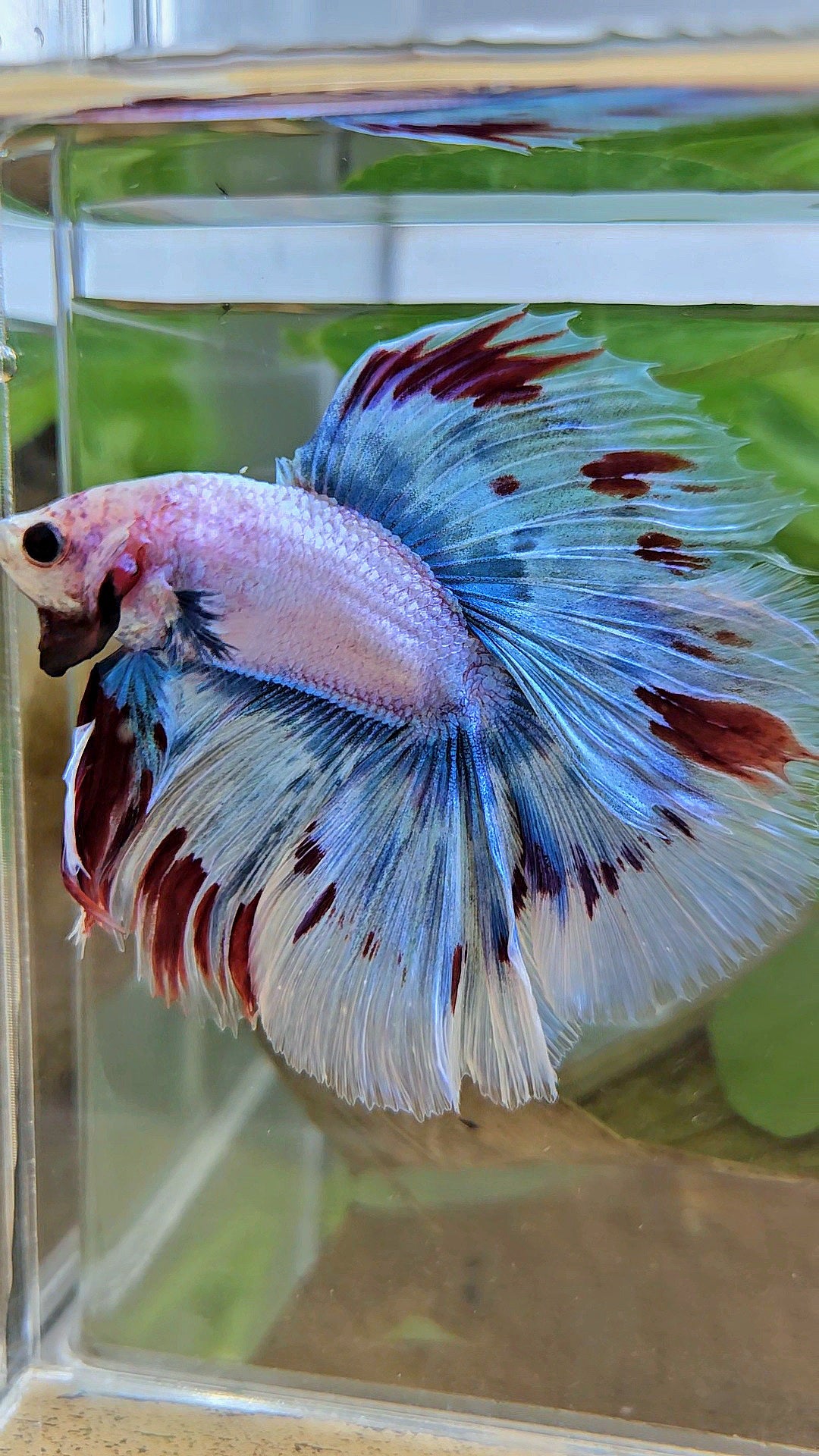 LUXURY XL HALFMOON OVER DOUBLE TAIL WAROCHAI BETTA FISH