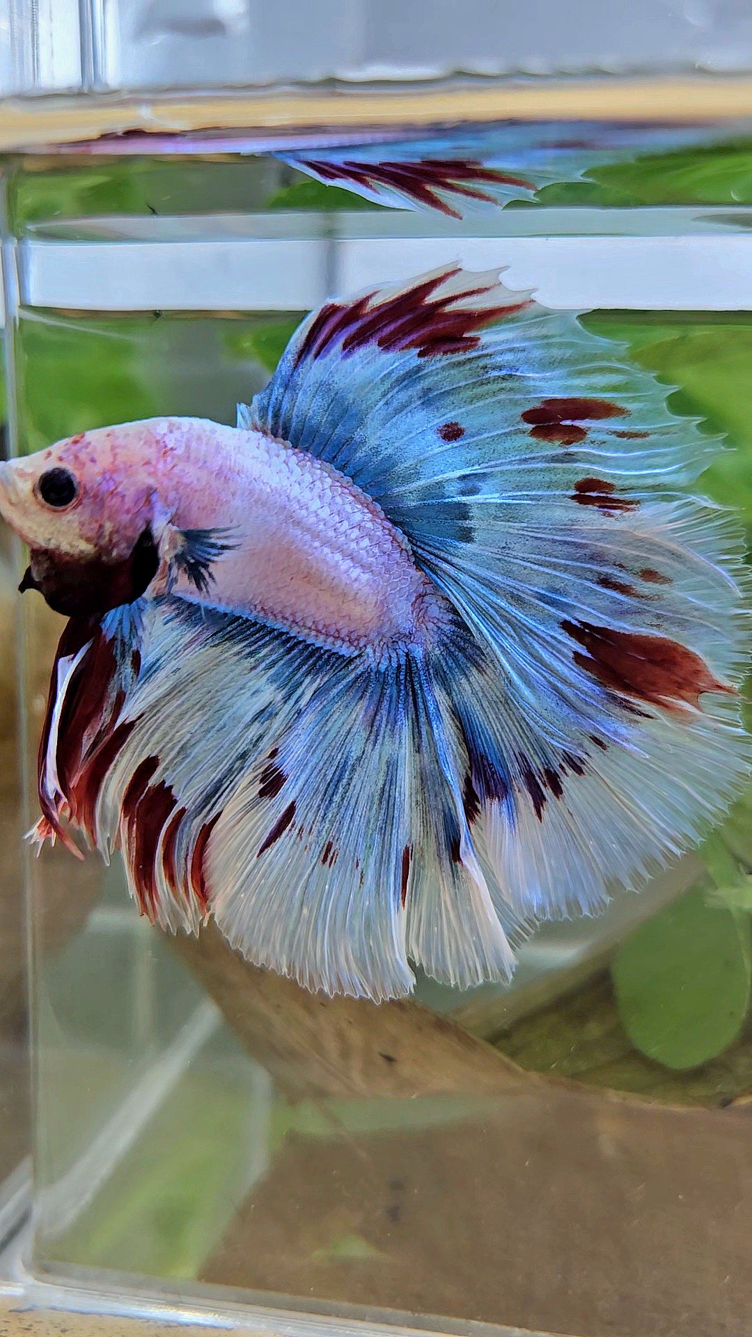 LUXURY XL HALFMOON OVER DOUBLE TAIL WAROCHAI BETTA FISH