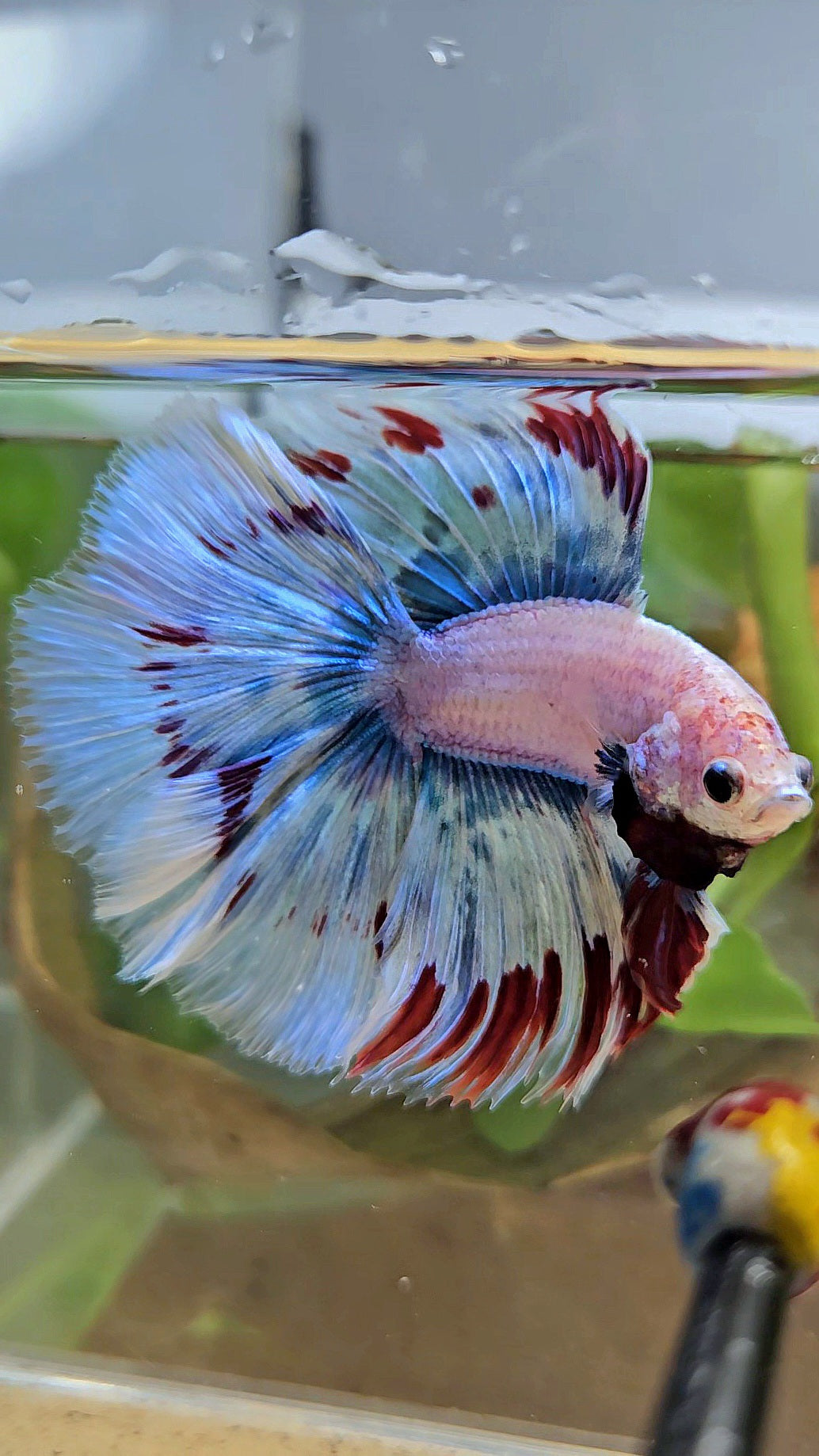 LUXURY XL HALFMOON OVER DOUBLE TAIL WAROCHAI BETTA FISH