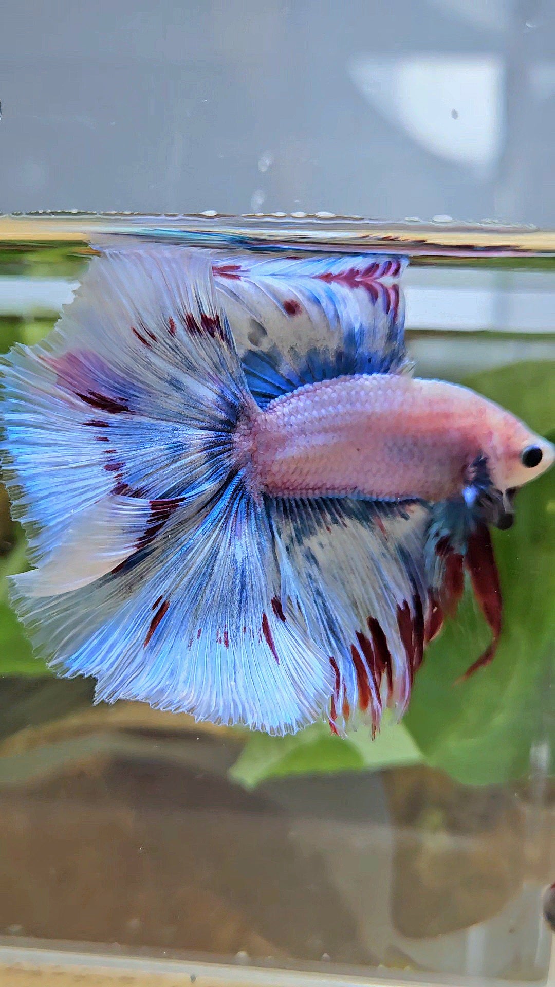 LUXURY XL HALFMOON OVER DOUBLE TAIL WAROCHAI BETTA FISH