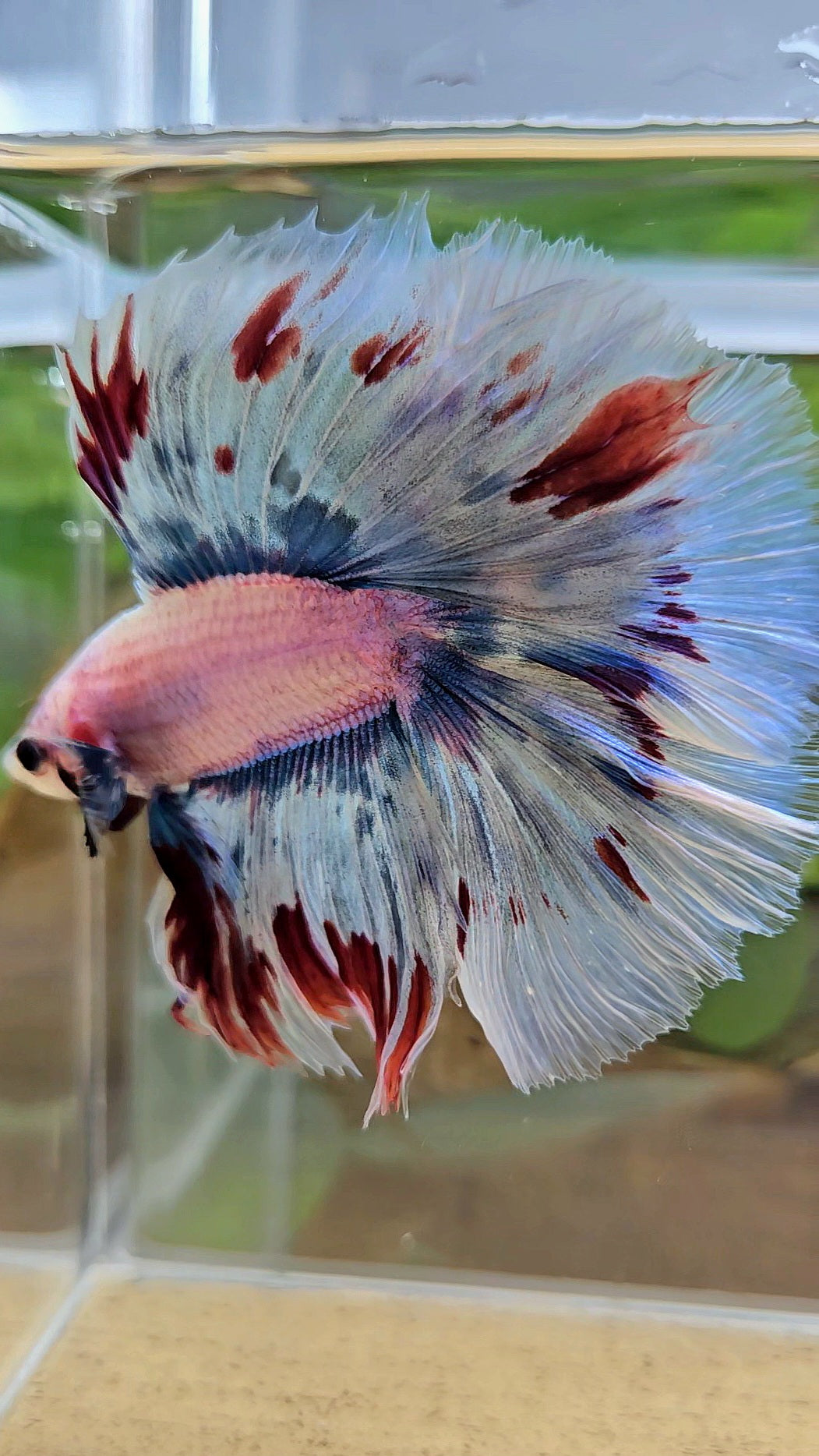 LUXURY XL HALFMOON OVER DOUBLE TAIL WAROCHAI BETTA FISH