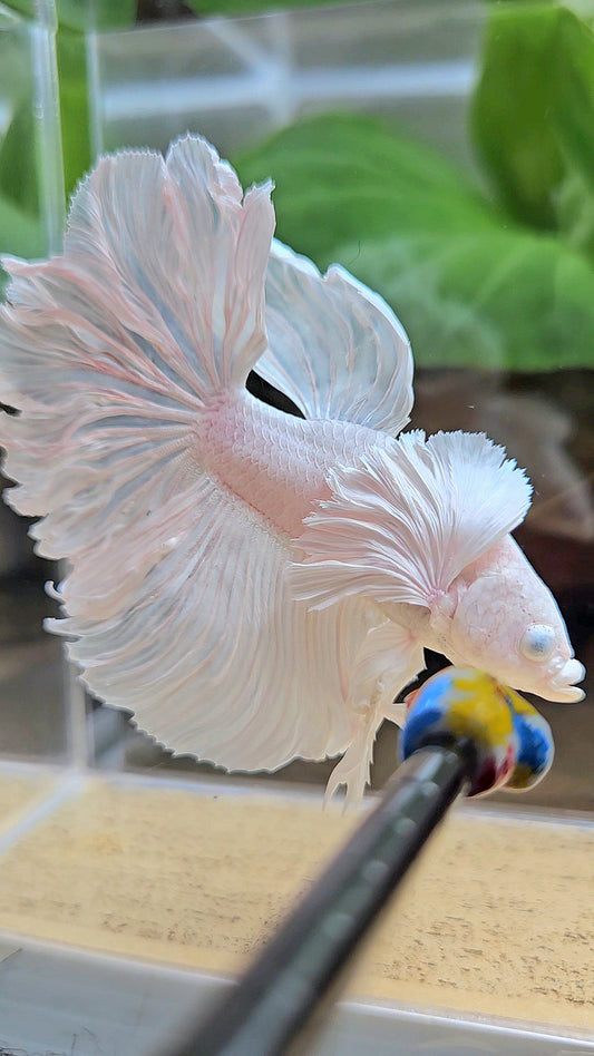 HALFMOON DUMBO EAR WHITE PLATINUM BETTA FISH