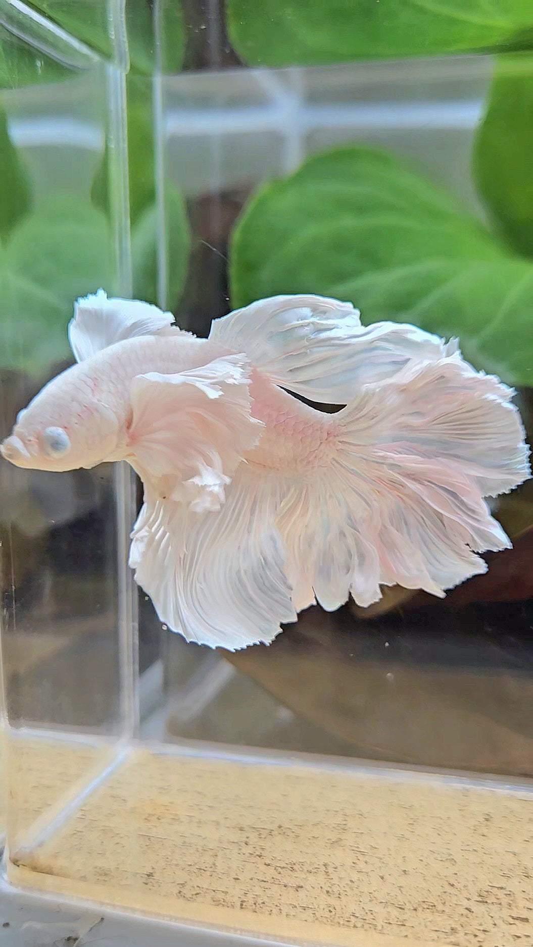 HALFMOON DUMBO EAR WHITE PLATINUM BETTA FISH